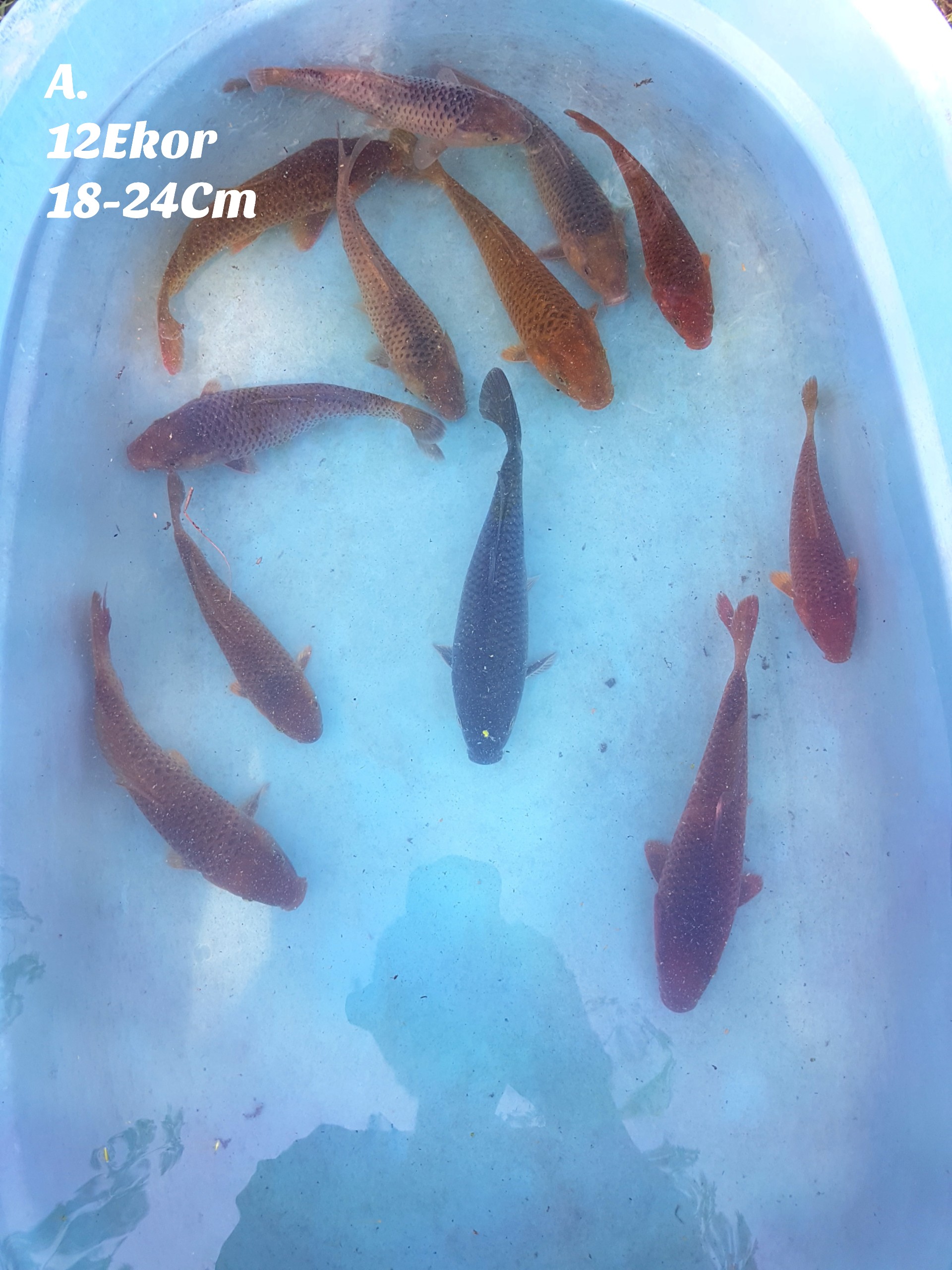 Lelang Koi Online, Jual Beli Ikan Koi, Pusat Jual Beli Koi, Info Lelang Koi Hari Ini, Platform Jual Beli Koi, Jual Beli Ikan Koi Online, Marketplace Ikan Koi, Jual Koi Terbaik, Tempat Beli Koi Berkualitas, Pasar Ikan Koi Online Terpercaya, Penjual Ikan Koi Terpercaya, Beli Koi Hias Online, Ikan Koi untuk Dijual, Koi Kualitas Terbaik, Toko Online Ikan Koi, Koi Hias Untuk Dijual, Jual Beli Ikan Koi Lokal, Koi Indonesia Online, Pusat Jual Beli Koi Terbesar