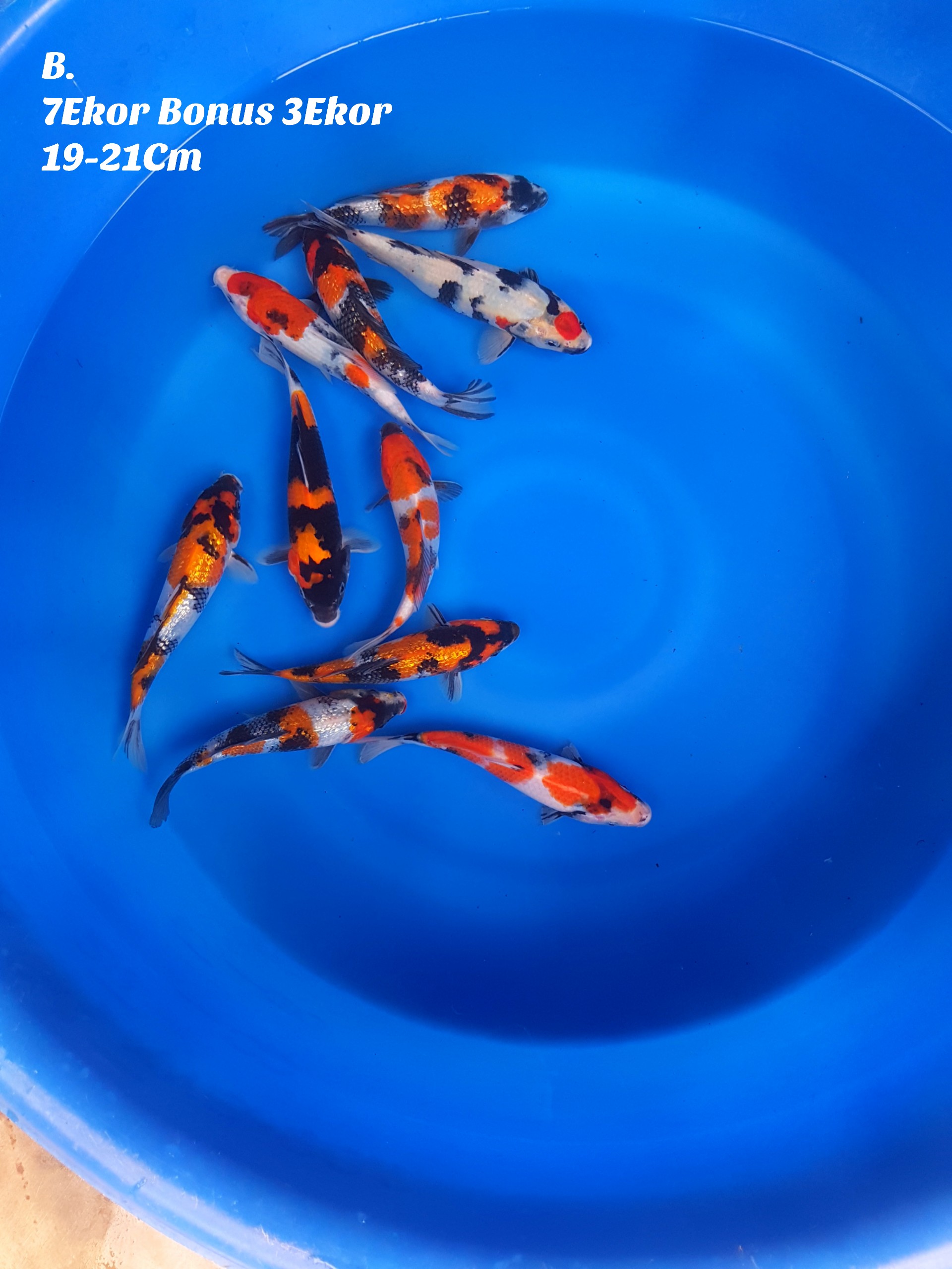 Lelang Koi Online, Jual Beli Ikan Koi, Pusat Jual Beli Koi, Info Lelang Koi Hari Ini, Platform Jual Beli Koi, Jual Beli Ikan Koi Online, Marketplace Ikan Koi, Jual Koi Terbaik, Tempat Beli Koi Berkualitas, Pasar Ikan Koi Online Terpercaya, Penjual Ikan Koi Terpercaya, Beli Koi Hias Online, Ikan Koi untuk Dijual, Koi Kualitas Terbaik, Toko Online Ikan Koi, Koi Hias Untuk Dijual, Jual Beli Ikan Koi Lokal, Koi Indonesia Online, Pusat Jual Beli Koi Terbesar