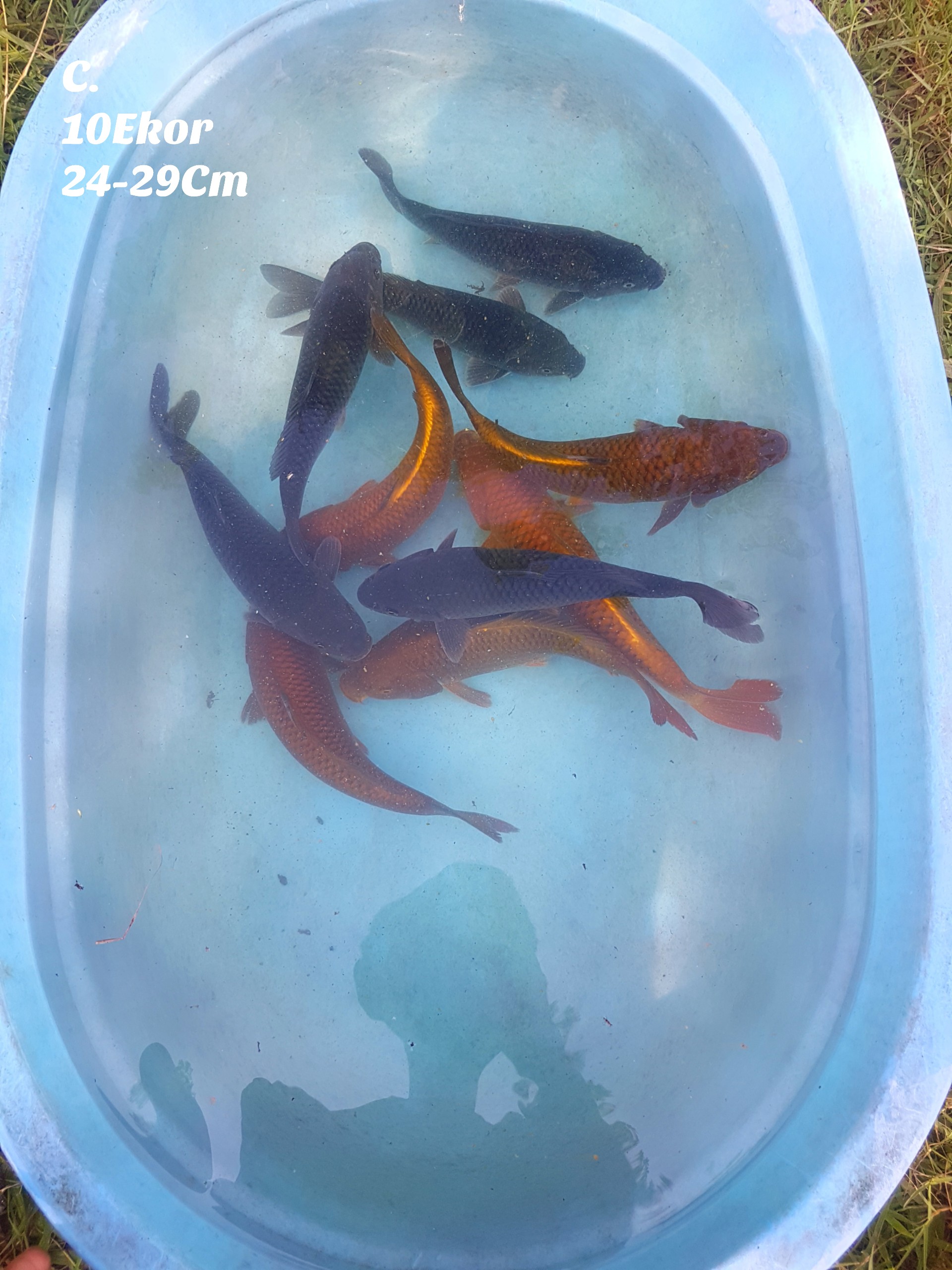 Lelang Koi Online, Jual Beli Ikan Koi, Pusat Jual Beli Koi, Info Lelang Koi Hari Ini, Platform Jual Beli Koi, Jual Beli Ikan Koi Online, Marketplace Ikan Koi, Jual Koi Terbaik, Tempat Beli Koi Berkualitas, Pasar Ikan Koi Online Terpercaya, Penjual Ikan Koi Terpercaya, Beli Koi Hias Online, Ikan Koi untuk Dijual, Koi Kualitas Terbaik, Toko Online Ikan Koi, Koi Hias Untuk Dijual, Jual Beli Ikan Koi Lokal, Koi Indonesia Online, Pusat Jual Beli Koi Terbesar