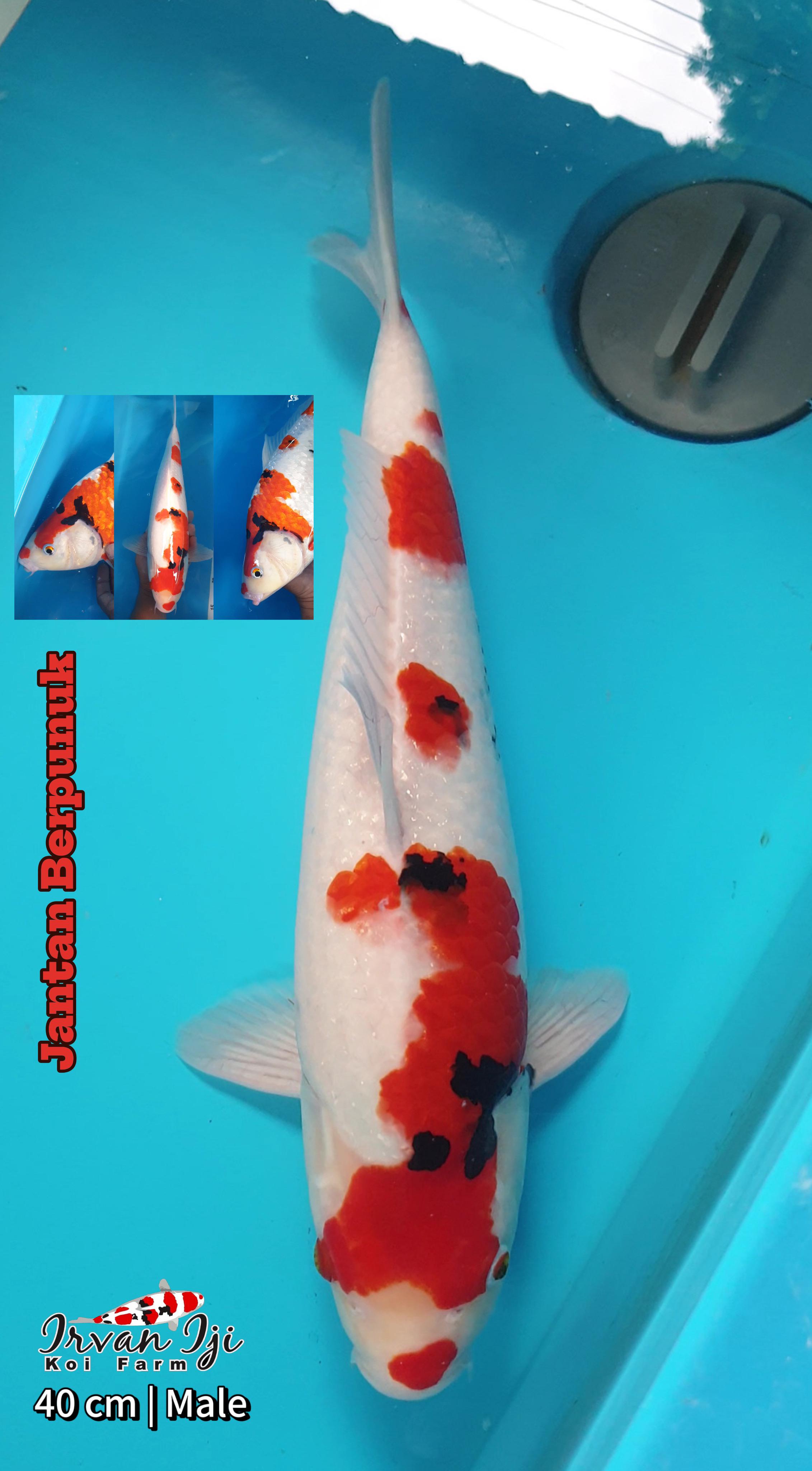 Lelang Koi Online, Jual Beli Ikan Koi, Pusat Jual Beli Koi, Info Lelang Koi Hari Ini, Platform Jual Beli Koi, Jual Beli Ikan Koi Online, Marketplace Ikan Koi, Jual Koi Terbaik, Tempat Beli Koi Berkualitas, Pasar Ikan Koi Online Terpercaya, Penjual Ikan Koi Terpercaya, Beli Koi Hias Online, Ikan Koi untuk Dijual, Koi Kualitas Terbaik, Toko Online Ikan Koi, Koi Hias Untuk Dijual, Jual Beli Ikan Koi Lokal, Koi Indonesia Online, Pusat Jual Beli Koi Terbesar