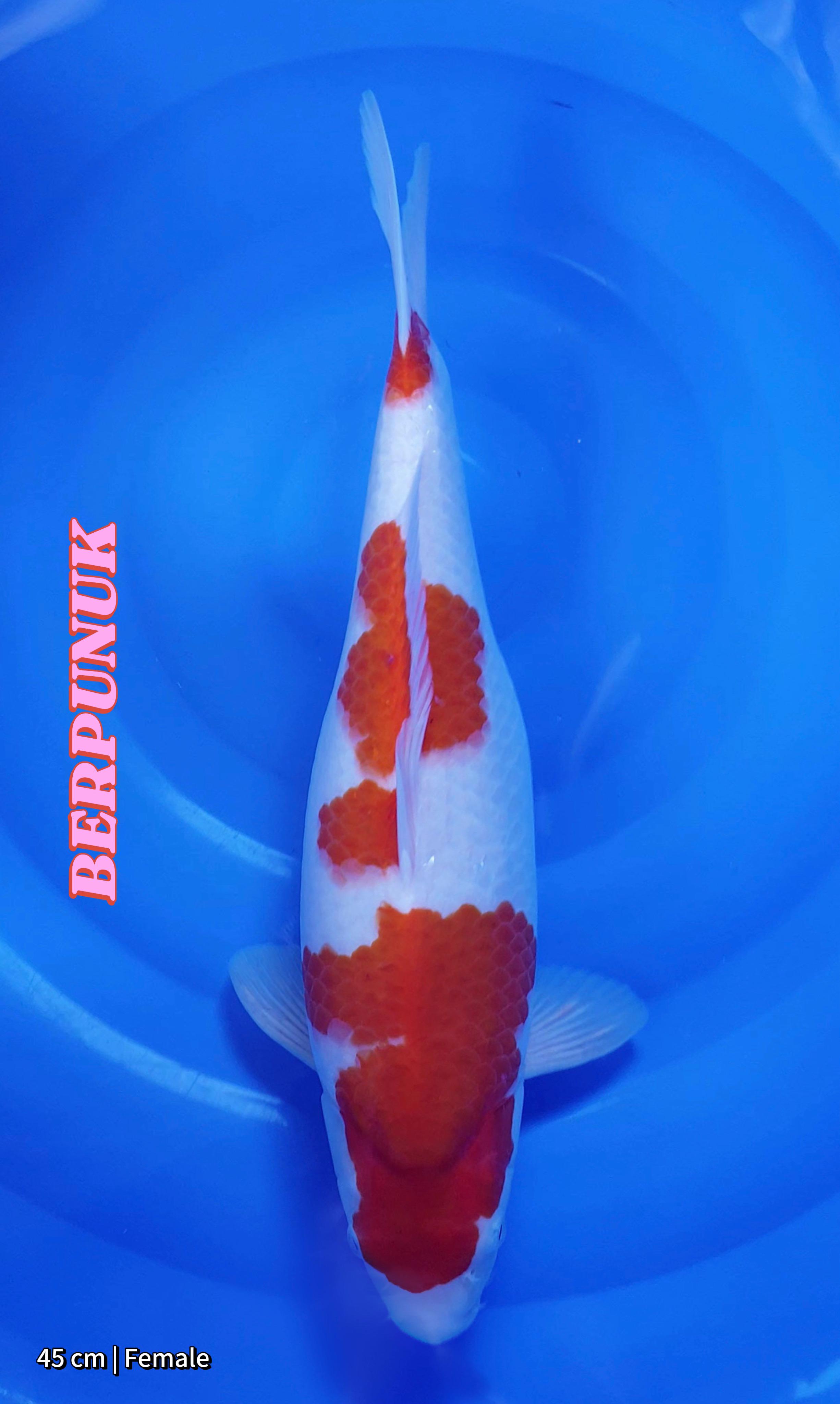 Lelang Koi Online, Jual Beli Ikan Koi, Pusat Jual Beli Koi, Info Lelang Koi Hari Ini, Platform Jual Beli Koi, Jual Beli Ikan Koi Online, Marketplace Ikan Koi, Jual Koi Terbaik, Tempat Beli Koi Berkualitas, Pasar Ikan Koi Online Terpercaya, Penjual Ikan Koi Terpercaya, Beli Koi Hias Online, Ikan Koi untuk Dijual, Koi Kualitas Terbaik, Toko Online Ikan Koi, Koi Hias Untuk Dijual, Jual Beli Ikan Koi Lokal, Koi Indonesia Online, Pusat Jual Beli Koi Terbesar