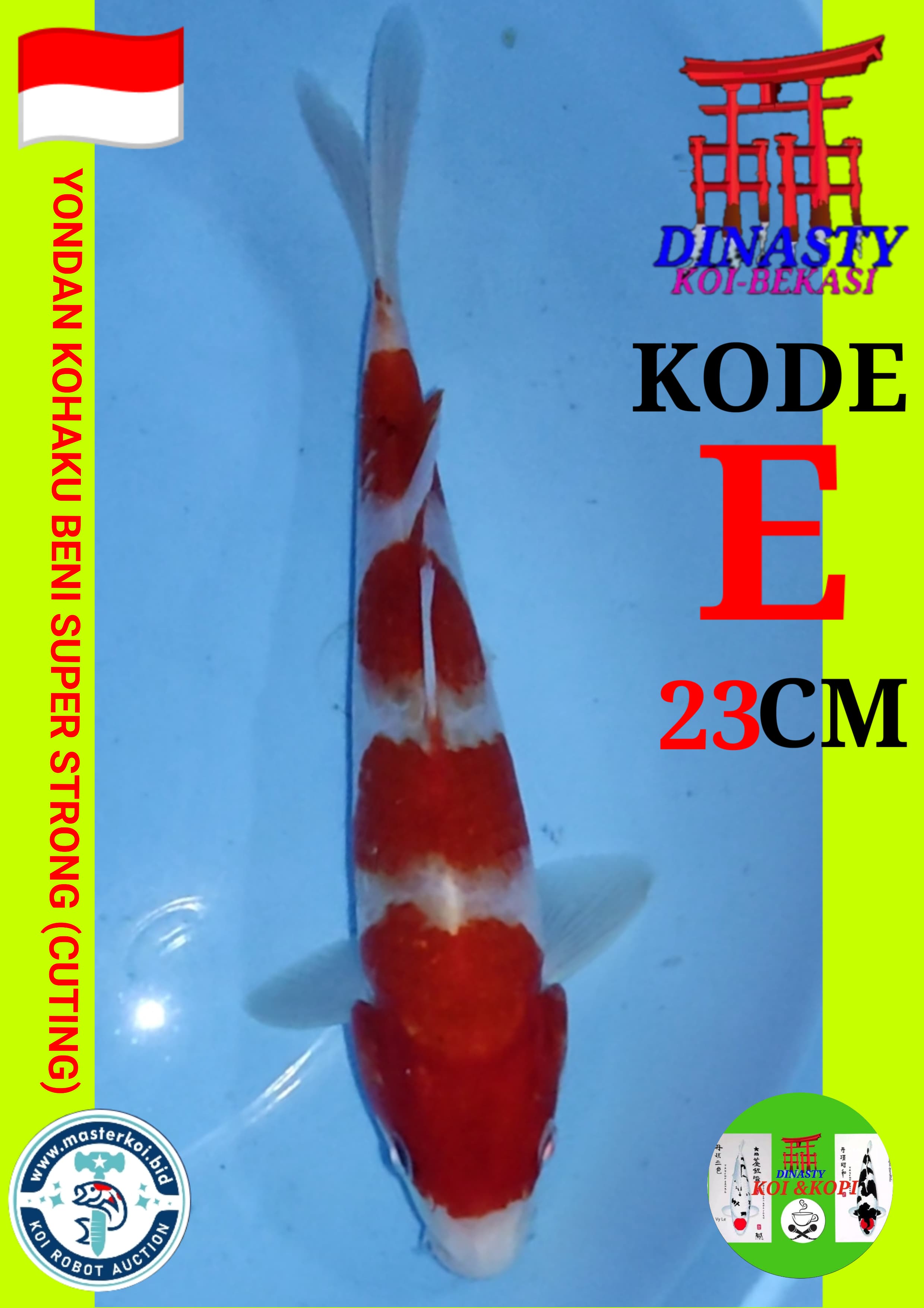 Lelang Koi Online, Jual Beli Ikan Koi, Pusat Jual Beli Koi, Info Lelang Koi Hari Ini, Platform Jual Beli Koi, Jual Beli Ikan Koi Online, Marketplace Ikan Koi, Jual Koi Terbaik, Tempat Beli Koi Berkualitas, Pasar Ikan Koi Online Terpercaya, Penjual Ikan Koi Terpercaya, Beli Koi Hias Online, Ikan Koi untuk Dijual, Koi Kualitas Terbaik, Toko Online Ikan Koi, Koi Hias Untuk Dijual, Jual Beli Ikan Koi Lokal, Koi Indonesia Online, Pusat Jual Beli Koi Terbesar