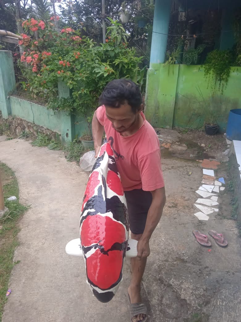 Lelang Koi Online, Jual Beli Ikan Koi, Pusat Jual Beli Koi, Info Lelang Koi Hari Ini, Platform Jual Beli Koi, Jual Beli Ikan Koi Online, Marketplace Ikan Koi, Jual Koi Terbaik, Tempat Beli Koi Berkualitas, Pasar Ikan Koi Online Terpercaya, Penjual Ikan Koi Terpercaya, Beli Koi Hias Online, Ikan Koi untuk Dijual, Koi Kualitas Terbaik, Toko Online Ikan Koi, Koi Hias Untuk Dijual, Jual Beli Ikan Koi Lokal, Koi Indonesia Online, Pusat Jual Beli Koi Terbesar