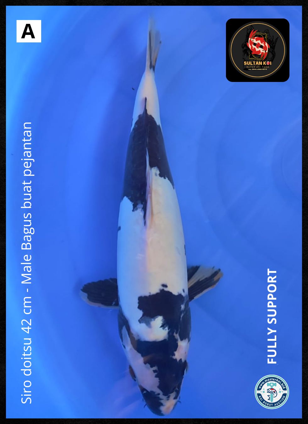 Lelang Koi Online, Jual Beli Ikan Koi, Pusat Jual Beli Koi, Info Lelang Koi Hari Ini, Platform Jual Beli Koi, Jual Beli Ikan Koi Online, Marketplace Ikan Koi, Jual Koi Terbaik, Tempat Beli Koi Berkualitas, Pasar Ikan Koi Online Terpercaya, Penjual Ikan Koi Terpercaya, Beli Koi Hias Online, Ikan Koi untuk Dijual, Koi Kualitas Terbaik, Toko Online Ikan Koi, Koi Hias Untuk Dijual, Jual Beli Ikan Koi Lokal, Koi Indonesia Online, Pusat Jual Beli Koi Terbesar