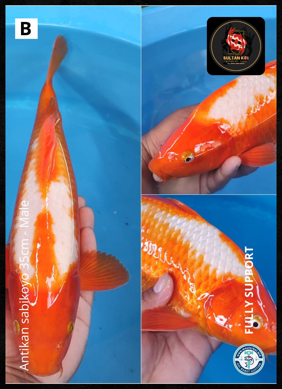 Lelang Koi Online, Jual Beli Ikan Koi, Pusat Jual Beli Koi, Info Lelang Koi Hari Ini, Platform Jual Beli Koi, Jual Beli Ikan Koi Online, Marketplace Ikan Koi, Jual Koi Terbaik, Tempat Beli Koi Berkualitas, Pasar Ikan Koi Online Terpercaya, Penjual Ikan Koi Terpercaya, Beli Koi Hias Online, Ikan Koi untuk Dijual, Koi Kualitas Terbaik, Toko Online Ikan Koi, Koi Hias Untuk Dijual, Jual Beli Ikan Koi Lokal, Koi Indonesia Online, Pusat Jual Beli Koi Terbesar