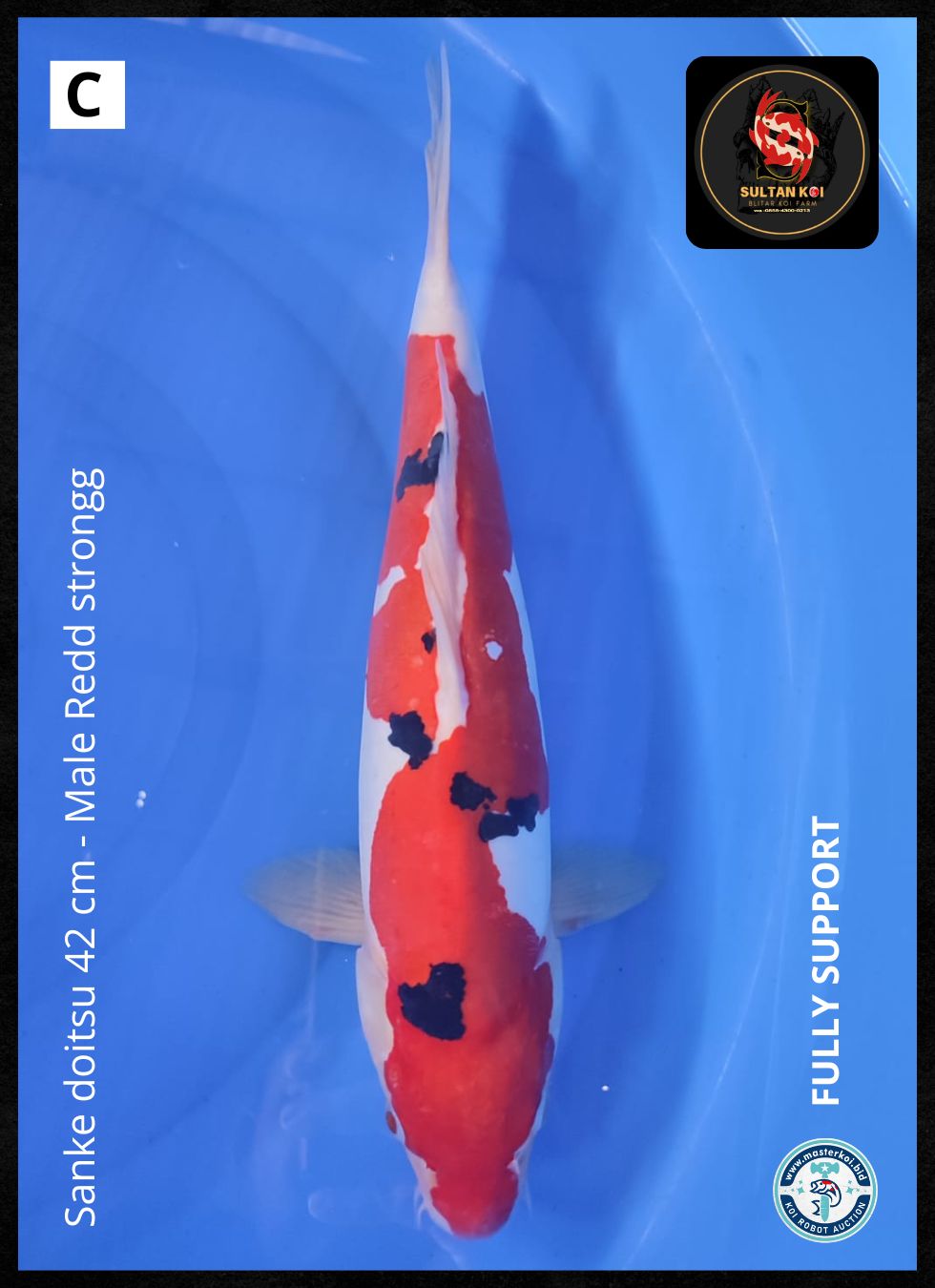 Lelang Koi Online, Jual Beli Ikan Koi, Pusat Jual Beli Koi, Info Lelang Koi Hari Ini, Platform Jual Beli Koi, Jual Beli Ikan Koi Online, Marketplace Ikan Koi, Jual Koi Terbaik, Tempat Beli Koi Berkualitas, Pasar Ikan Koi Online Terpercaya, Penjual Ikan Koi Terpercaya, Beli Koi Hias Online, Ikan Koi untuk Dijual, Koi Kualitas Terbaik, Toko Online Ikan Koi, Koi Hias Untuk Dijual, Jual Beli Ikan Koi Lokal, Koi Indonesia Online, Pusat Jual Beli Koi Terbesar