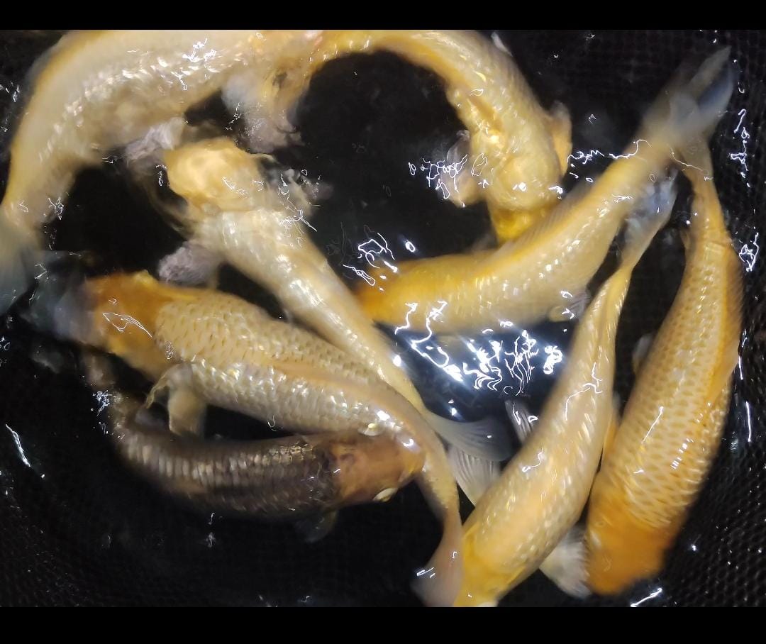 Lelang Koi Online, Jual Beli Ikan Koi, Pusat Jual Beli Koi, Info Lelang Koi Hari Ini, Platform Jual Beli Koi, Jual Beli Ikan Koi Online, Marketplace Ikan Koi, Jual Koi Terbaik, Tempat Beli Koi Berkualitas, Pasar Ikan Koi Online Terpercaya, Penjual Ikan Koi Terpercaya, Beli Koi Hias Online, Ikan Koi untuk Dijual, Koi Kualitas Terbaik, Toko Online Ikan Koi, Koi Hias Untuk Dijual, Jual Beli Ikan Koi Lokal, Koi Indonesia Online, Pusat Jual Beli Koi Terbesar