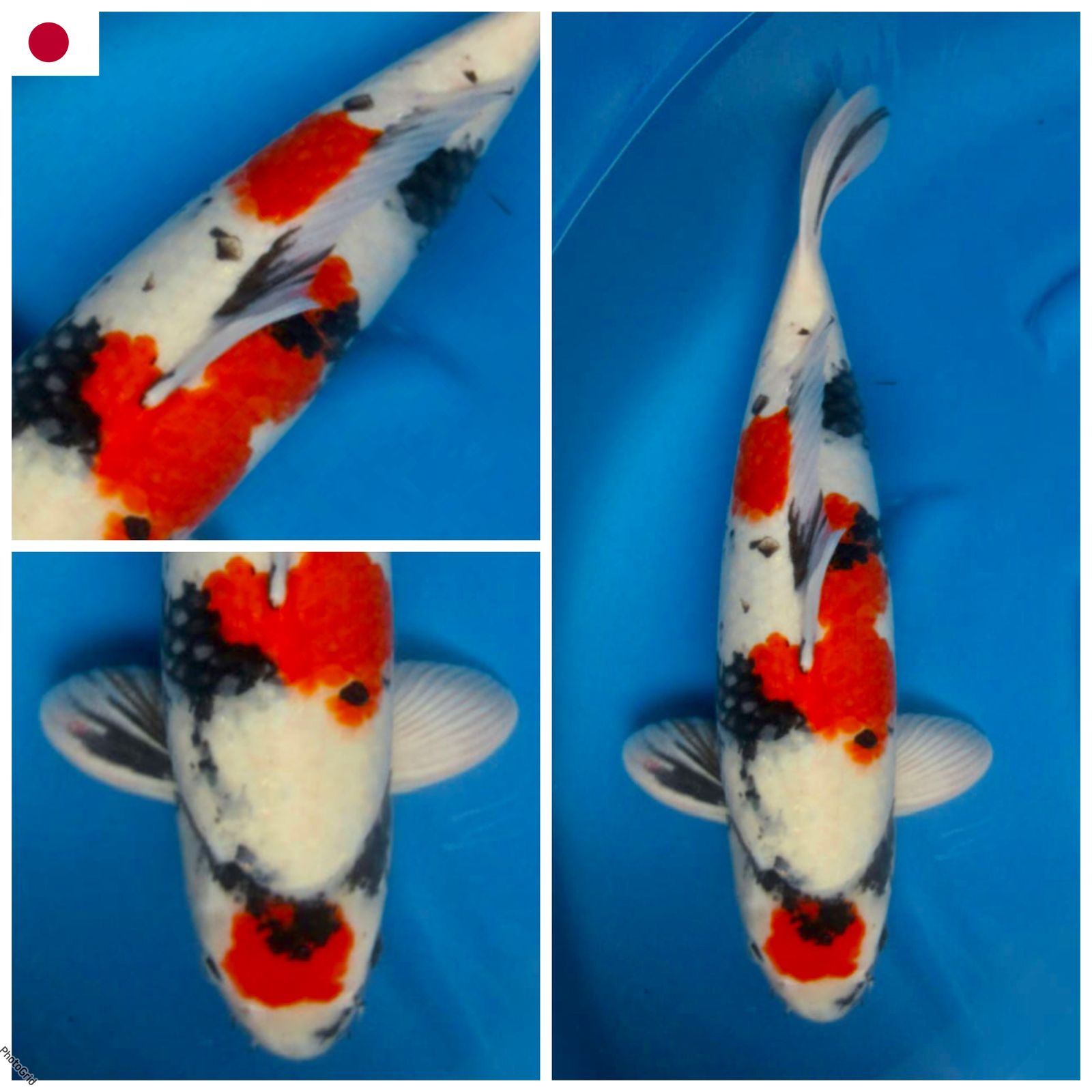 Lelang Koi Online, Jual Beli Ikan Koi, Pusat Jual Beli Koi, Info Lelang Koi Hari Ini, Platform Jual Beli Koi, Jual Beli Ikan Koi Online, Marketplace Ikan Koi, Jual Koi Terbaik, Tempat Beli Koi Berkualitas, Pasar Ikan Koi Online Terpercaya, Penjual Ikan Koi Terpercaya, Beli Koi Hias Online, Ikan Koi untuk Dijual, Koi Kualitas Terbaik, Toko Online Ikan Koi, Koi Hias Untuk Dijual, Jual Beli Ikan Koi Lokal, Koi Indonesia Online, Pusat Jual Beli Koi Terbesar