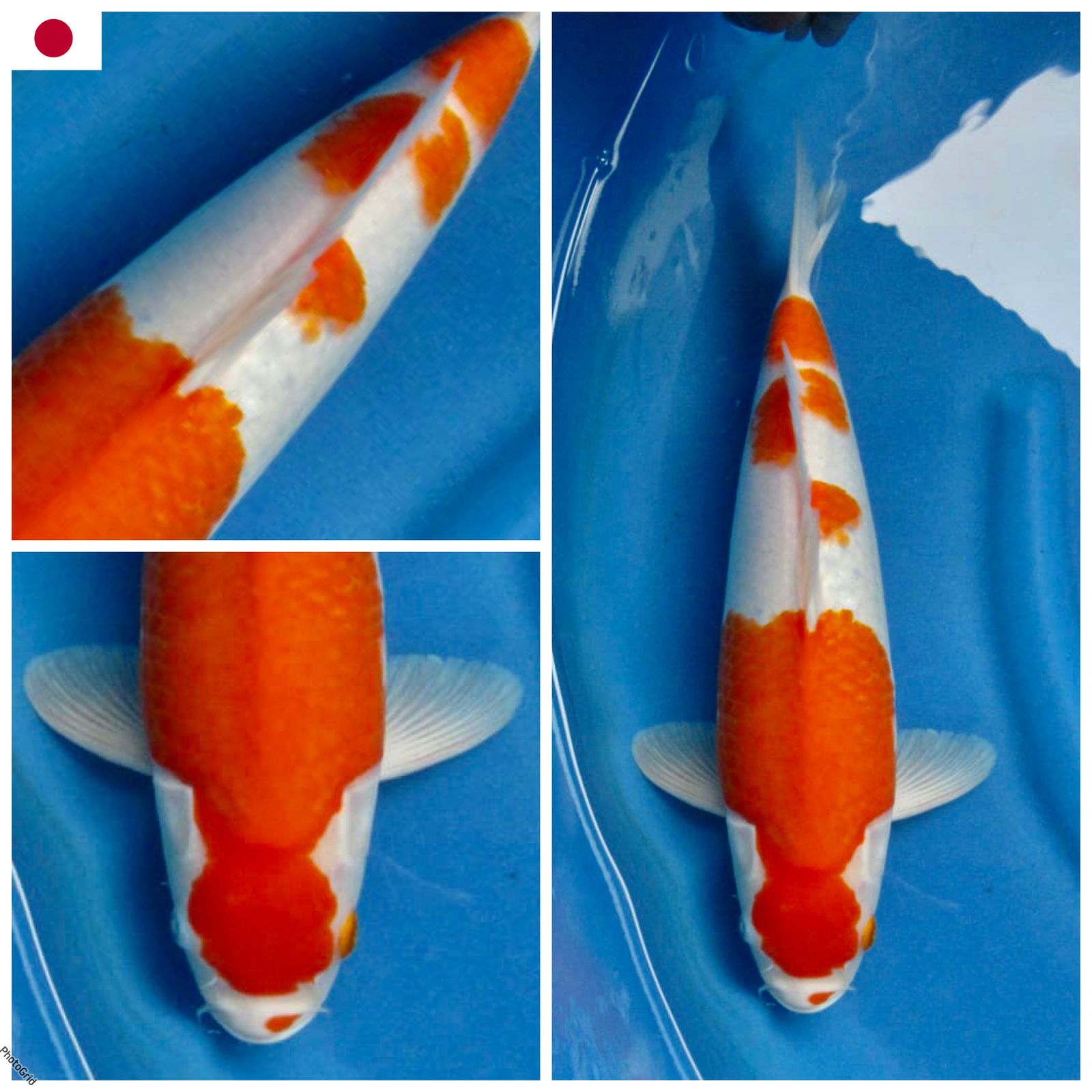 Lelang Koi Online, Jual Beli Ikan Koi, Pusat Jual Beli Koi, Info Lelang Koi Hari Ini, Platform Jual Beli Koi, Jual Beli Ikan Koi Online, Marketplace Ikan Koi, Jual Koi Terbaik, Tempat Beli Koi Berkualitas, Pasar Ikan Koi Online Terpercaya, Penjual Ikan Koi Terpercaya, Beli Koi Hias Online, Ikan Koi untuk Dijual, Koi Kualitas Terbaik, Toko Online Ikan Koi, Koi Hias Untuk Dijual, Jual Beli Ikan Koi Lokal, Koi Indonesia Online, Pusat Jual Beli Koi Terbesar