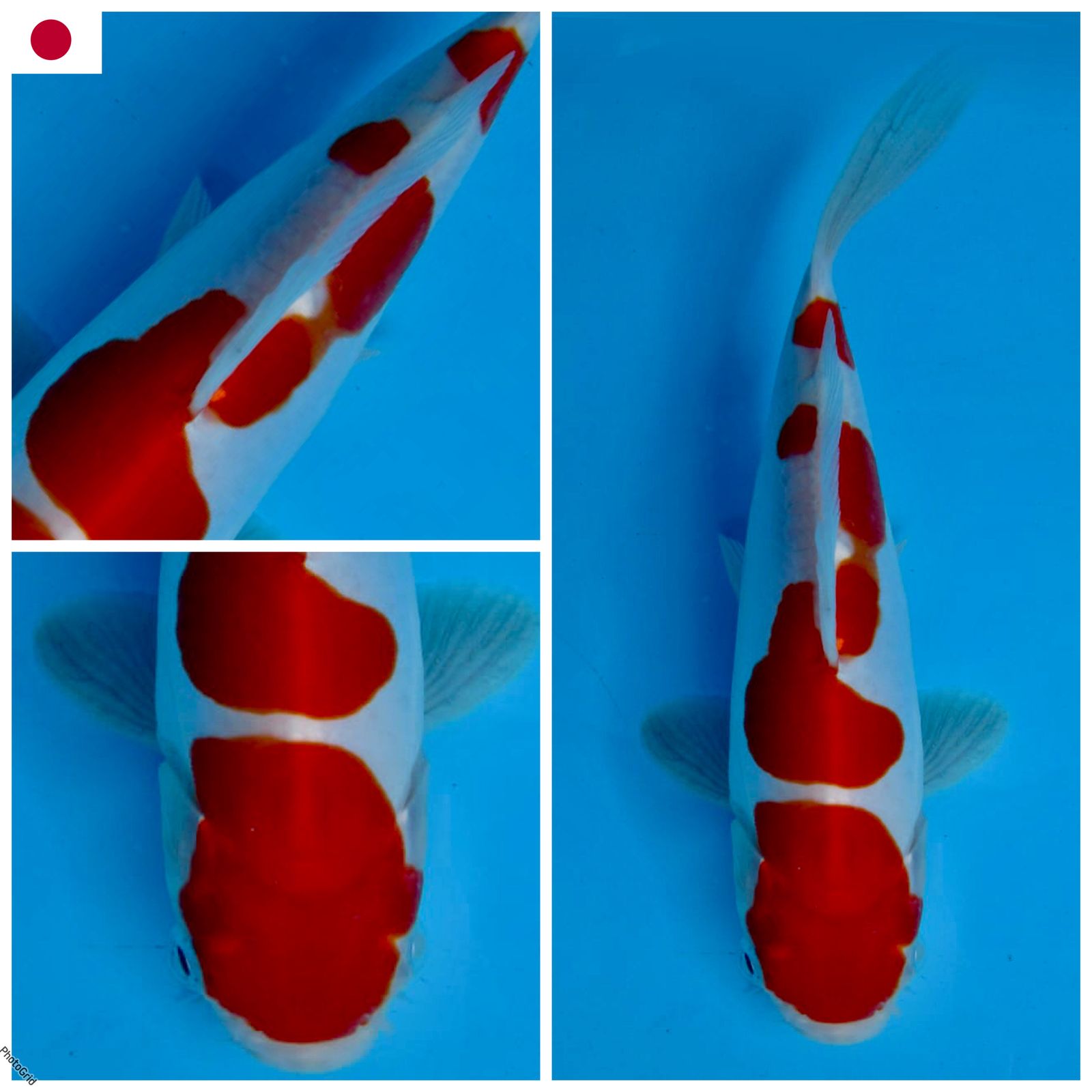 Lelang Koi Online, Jual Beli Ikan Koi, Pusat Jual Beli Koi, Info Lelang Koi Hari Ini, Platform Jual Beli Koi, Jual Beli Ikan Koi Online, Marketplace Ikan Koi, Jual Koi Terbaik, Tempat Beli Koi Berkualitas, Pasar Ikan Koi Online Terpercaya, Penjual Ikan Koi Terpercaya, Beli Koi Hias Online, Ikan Koi untuk Dijual, Koi Kualitas Terbaik, Toko Online Ikan Koi, Koi Hias Untuk Dijual, Jual Beli Ikan Koi Lokal, Koi Indonesia Online, Pusat Jual Beli Koi Terbesar