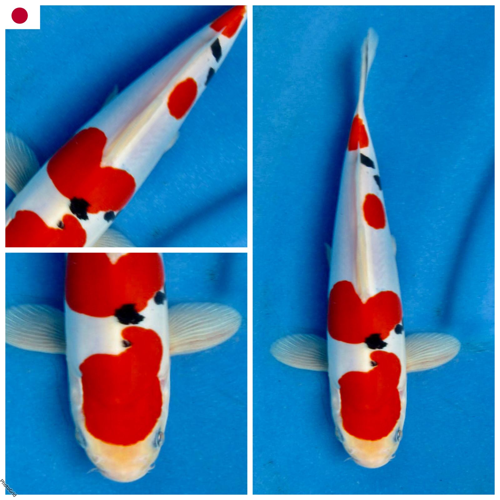 Lelang Koi Online, Jual Beli Ikan Koi, Pusat Jual Beli Koi, Info Lelang Koi Hari Ini, Platform Jual Beli Koi, Jual Beli Ikan Koi Online, Marketplace Ikan Koi, Jual Koi Terbaik, Tempat Beli Koi Berkualitas, Pasar Ikan Koi Online Terpercaya, Penjual Ikan Koi Terpercaya, Beli Koi Hias Online, Ikan Koi untuk Dijual, Koi Kualitas Terbaik, Toko Online Ikan Koi, Koi Hias Untuk Dijual, Jual Beli Ikan Koi Lokal, Koi Indonesia Online, Pusat Jual Beli Koi Terbesar