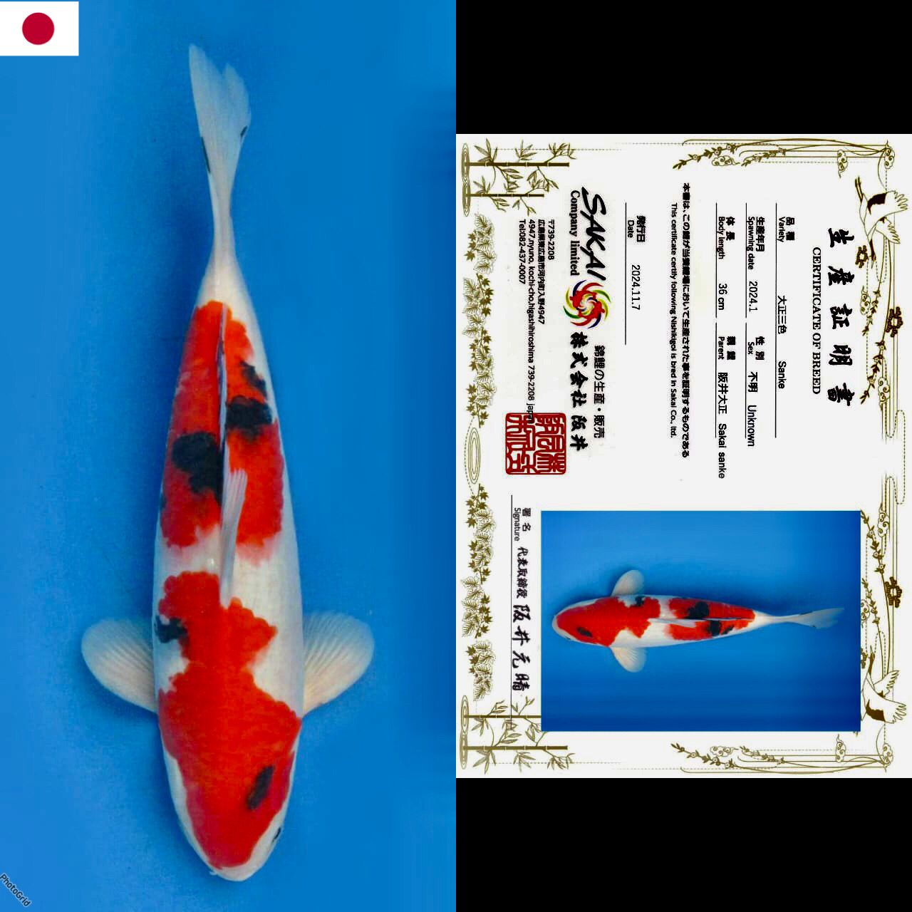 Lelang Koi Online, Jual Beli Ikan Koi, Pusat Jual Beli Koi, Info Lelang Koi Hari Ini, Platform Jual Beli Koi, Jual Beli Ikan Koi Online, Marketplace Ikan Koi, Jual Koi Terbaik, Tempat Beli Koi Berkualitas, Pasar Ikan Koi Online Terpercaya, Penjual Ikan Koi Terpercaya, Beli Koi Hias Online, Ikan Koi untuk Dijual, Koi Kualitas Terbaik, Toko Online Ikan Koi, Koi Hias Untuk Dijual, Jual Beli Ikan Koi Lokal, Koi Indonesia Online, Pusat Jual Beli Koi Terbesar