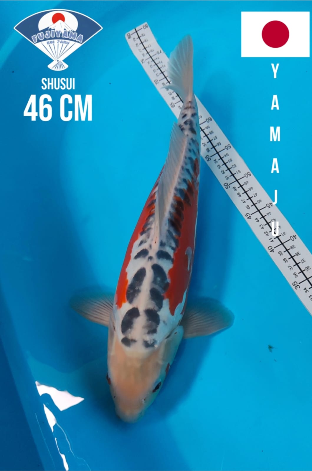 Lelang Koi Online, Jual Beli Ikan Koi, Pusat Jual Beli Koi, Info Lelang Koi Hari Ini, Platform Jual Beli Koi, Jual Beli Ikan Koi Online, Marketplace Ikan Koi, Jual Koi Terbaik, Tempat Beli Koi Berkualitas, Pasar Ikan Koi Online Terpercaya, Penjual Ikan Koi Terpercaya, Beli Koi Hias Online, Ikan Koi untuk Dijual, Koi Kualitas Terbaik, Toko Online Ikan Koi, Koi Hias Untuk Dijual, Jual Beli Ikan Koi Lokal, Koi Indonesia Online, Pusat Jual Beli Koi Terbesar