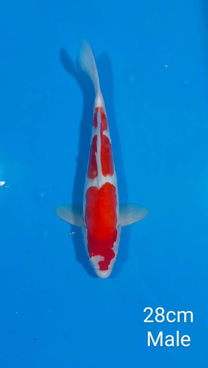 Lelang Koi Online, Jual Beli Ikan Koi, Pusat Jual Beli Koi, Info Lelang Koi Hari Ini, Platform Jual Beli Koi, Jual Beli Ikan Koi Online, Marketplace Ikan Koi, Jual Koi Terbaik, Tempat Beli Koi Berkualitas, Pasar Ikan Koi Online Terpercaya, Penjual Ikan Koi Terpercaya, Beli Koi Hias Online, Ikan Koi untuk Dijual, Koi Kualitas Terbaik, Toko Online Ikan Koi, Koi Hias Untuk Dijual, Jual Beli Ikan Koi Lokal, Koi Indonesia Online, Pusat Jual Beli Koi Terbesar