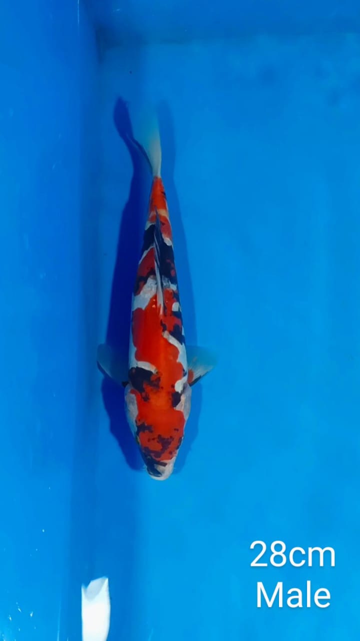 Lelang Koi Online, Jual Beli Ikan Koi, Pusat Jual Beli Koi, Info Lelang Koi Hari Ini, Platform Jual Beli Koi, Jual Beli Ikan Koi Online, Marketplace Ikan Koi, Jual Koi Terbaik, Tempat Beli Koi Berkualitas, Pasar Ikan Koi Online Terpercaya, Penjual Ikan Koi Terpercaya, Beli Koi Hias Online, Ikan Koi untuk Dijual, Koi Kualitas Terbaik, Toko Online Ikan Koi, Koi Hias Untuk Dijual, Jual Beli Ikan Koi Lokal, Koi Indonesia Online, Pusat Jual Beli Koi Terbesar