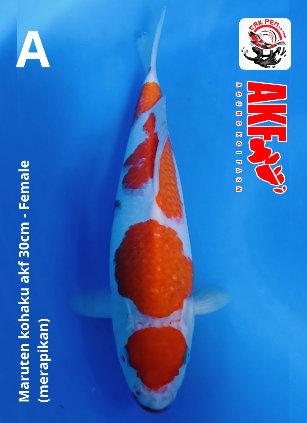 Lelang Koi Online, Jual Beli Ikan Koi, Pusat Jual Beli Koi, Info Lelang Koi Hari Ini, Platform Jual Beli Koi, Jual Beli Ikan Koi Online, Marketplace Ikan Koi, Jual Koi Terbaik, Tempat Beli Koi Berkualitas, Pasar Ikan Koi Online Terpercaya, Penjual Ikan Koi Terpercaya, Beli Koi Hias Online, Ikan Koi untuk Dijual, Koi Kualitas Terbaik, Toko Online Ikan Koi, Koi Hias Untuk Dijual, Jual Beli Ikan Koi Lokal, Koi Indonesia Online, Pusat Jual Beli Koi Terbesar