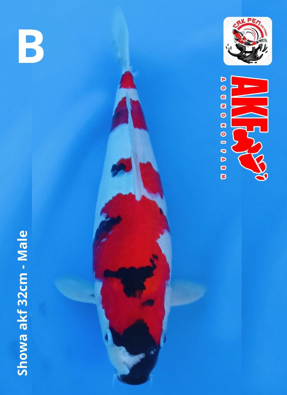 Lelang Koi Online, Jual Beli Ikan Koi, Pusat Jual Beli Koi, Info Lelang Koi Hari Ini, Platform Jual Beli Koi, Jual Beli Ikan Koi Online, Marketplace Ikan Koi, Jual Koi Terbaik, Tempat Beli Koi Berkualitas, Pasar Ikan Koi Online Terpercaya, Penjual Ikan Koi Terpercaya, Beli Koi Hias Online, Ikan Koi untuk Dijual, Koi Kualitas Terbaik, Toko Online Ikan Koi, Koi Hias Untuk Dijual, Jual Beli Ikan Koi Lokal, Koi Indonesia Online, Pusat Jual Beli Koi Terbesar