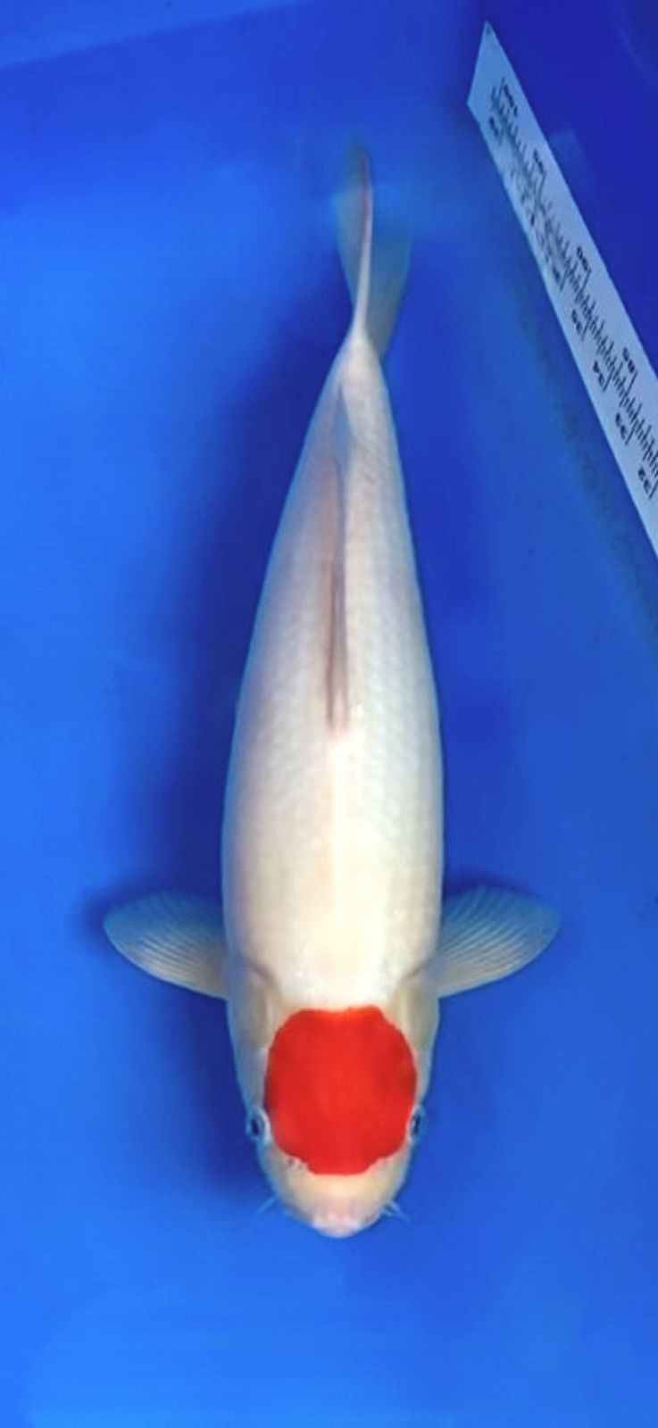 Lelang Koi Online, Jual Beli Ikan Koi, Pusat Jual Beli Koi, Info Lelang Koi Hari Ini, Platform Jual Beli Koi, Jual Beli Ikan Koi Online, Marketplace Ikan Koi, Jual Koi Terbaik, Tempat Beli Koi Berkualitas, Pasar Ikan Koi Online Terpercaya, Penjual Ikan Koi Terpercaya, Beli Koi Hias Online, Ikan Koi untuk Dijual, Koi Kualitas Terbaik, Toko Online Ikan Koi, Koi Hias Untuk Dijual, Jual Beli Ikan Koi Lokal, Koi Indonesia Online, Pusat Jual Beli Koi Terbesar