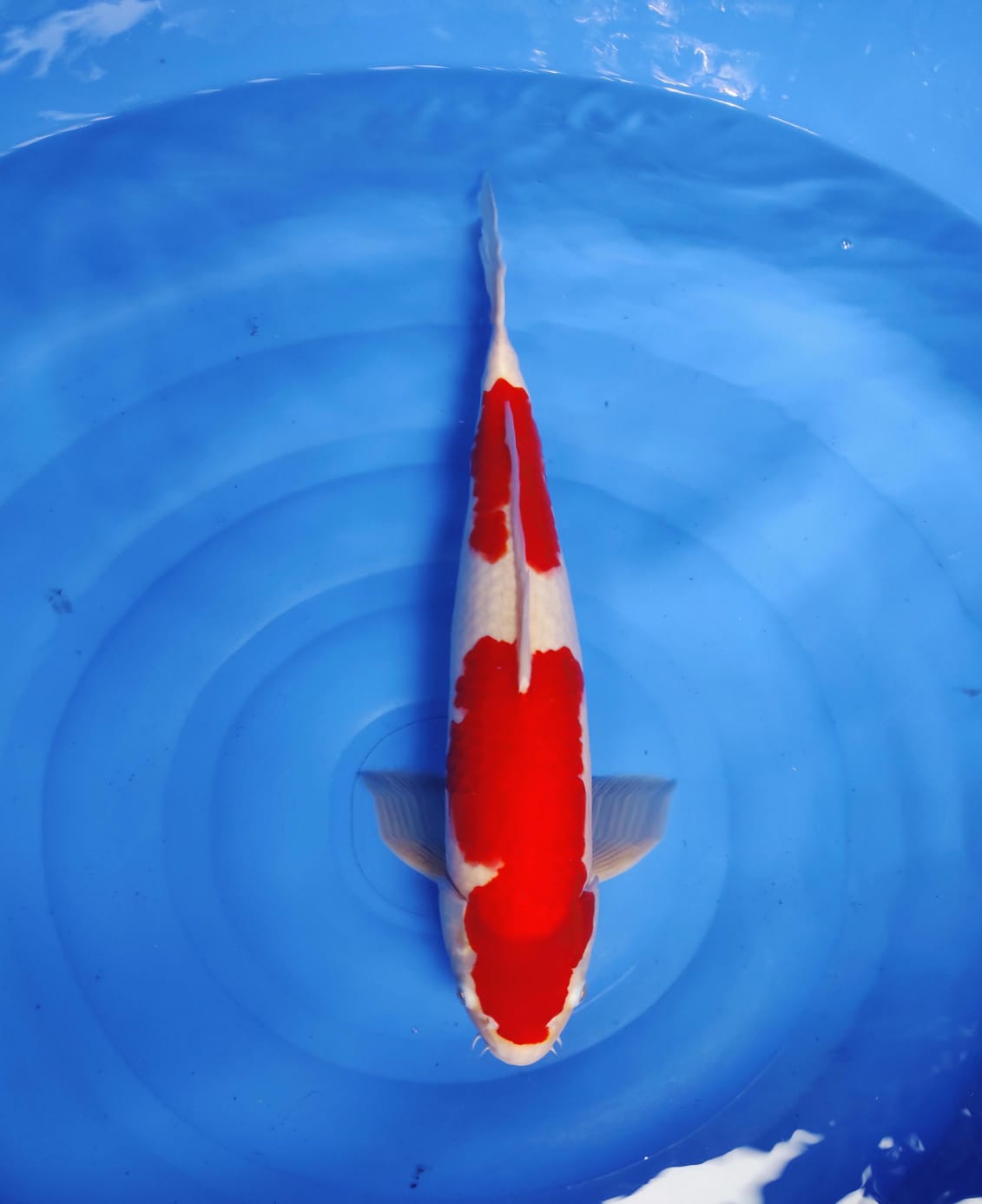 Lelang Koi Online, Jual Beli Ikan Koi, Pusat Jual Beli Koi, Info Lelang Koi Hari Ini, Platform Jual Beli Koi, Jual Beli Ikan Koi Online, Marketplace Ikan Koi, Jual Koi Terbaik, Tempat Beli Koi Berkualitas, Pasar Ikan Koi Online Terpercaya, Penjual Ikan Koi Terpercaya, Beli Koi Hias Online, Ikan Koi untuk Dijual, Koi Kualitas Terbaik, Toko Online Ikan Koi, Koi Hias Untuk Dijual, Jual Beli Ikan Koi Lokal, Koi Indonesia Online, Pusat Jual Beli Koi Terbesar