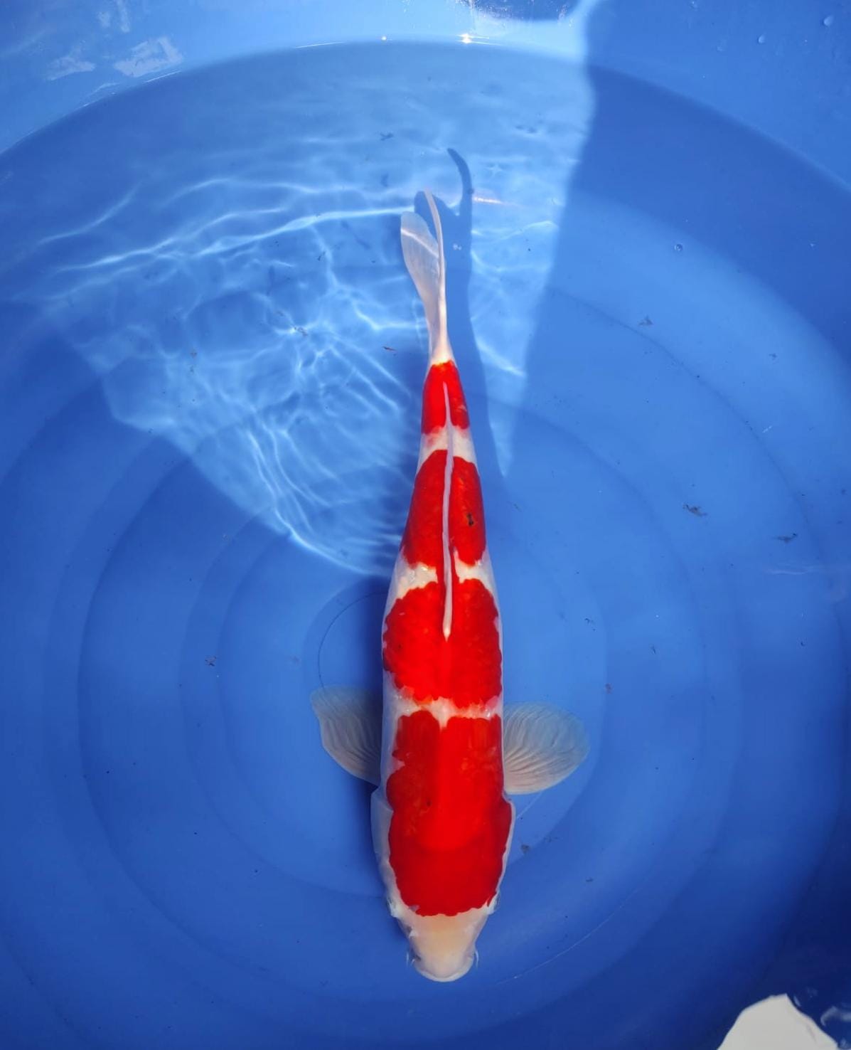 Lelang Koi Online, Jual Beli Ikan Koi, Pusat Jual Beli Koi, Info Lelang Koi Hari Ini, Platform Jual Beli Koi, Jual Beli Ikan Koi Online, Marketplace Ikan Koi, Jual Koi Terbaik, Tempat Beli Koi Berkualitas, Pasar Ikan Koi Online Terpercaya, Penjual Ikan Koi Terpercaya, Beli Koi Hias Online, Ikan Koi untuk Dijual, Koi Kualitas Terbaik, Toko Online Ikan Koi, Koi Hias Untuk Dijual, Jual Beli Ikan Koi Lokal, Koi Indonesia Online, Pusat Jual Beli Koi Terbesar