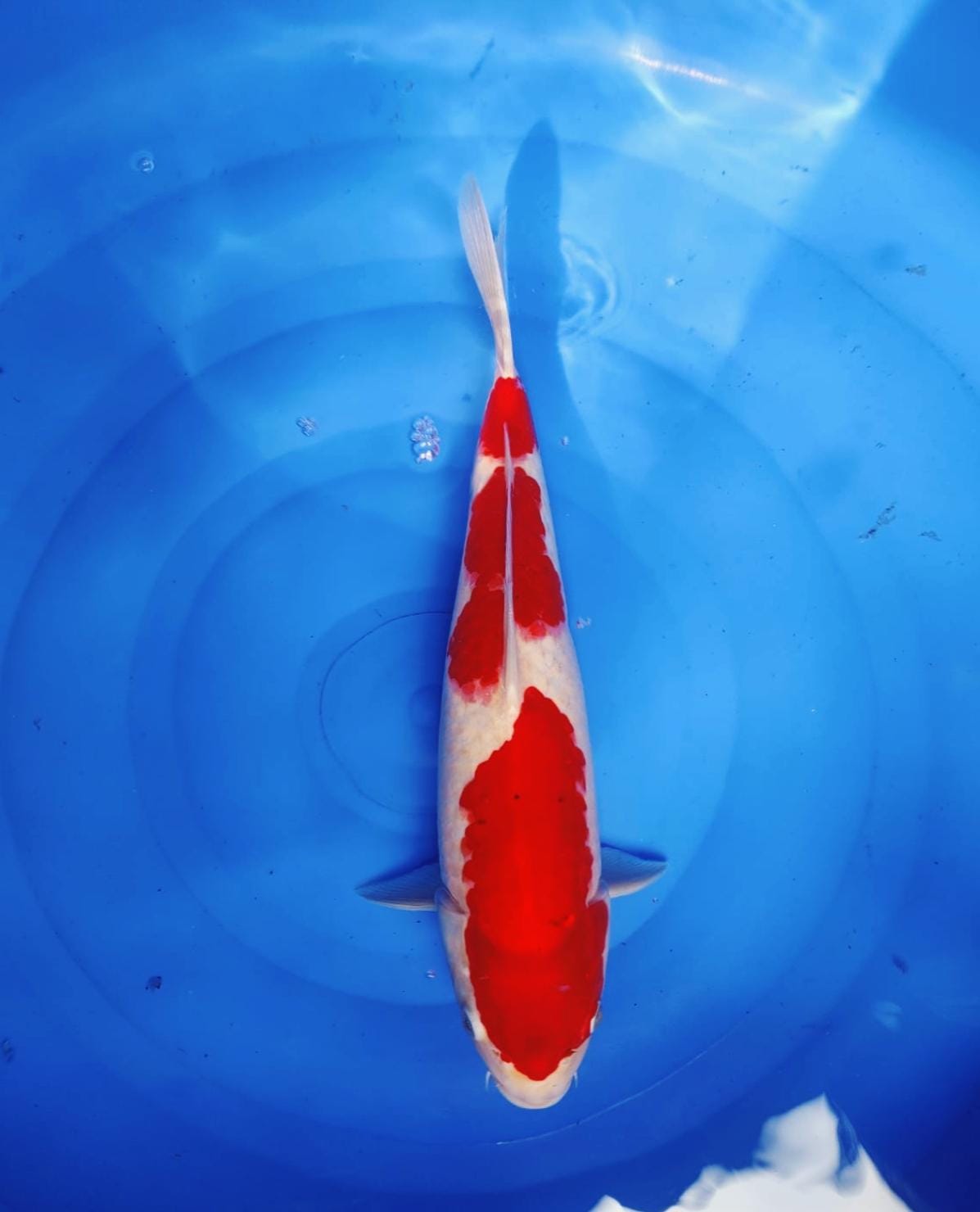 Lelang Koi Online, Jual Beli Ikan Koi, Pusat Jual Beli Koi, Info Lelang Koi Hari Ini, Platform Jual Beli Koi, Jual Beli Ikan Koi Online, Marketplace Ikan Koi, Jual Koi Terbaik, Tempat Beli Koi Berkualitas, Pasar Ikan Koi Online Terpercaya, Penjual Ikan Koi Terpercaya, Beli Koi Hias Online, Ikan Koi untuk Dijual, Koi Kualitas Terbaik, Toko Online Ikan Koi, Koi Hias Untuk Dijual, Jual Beli Ikan Koi Lokal, Koi Indonesia Online, Pusat Jual Beli Koi Terbesar