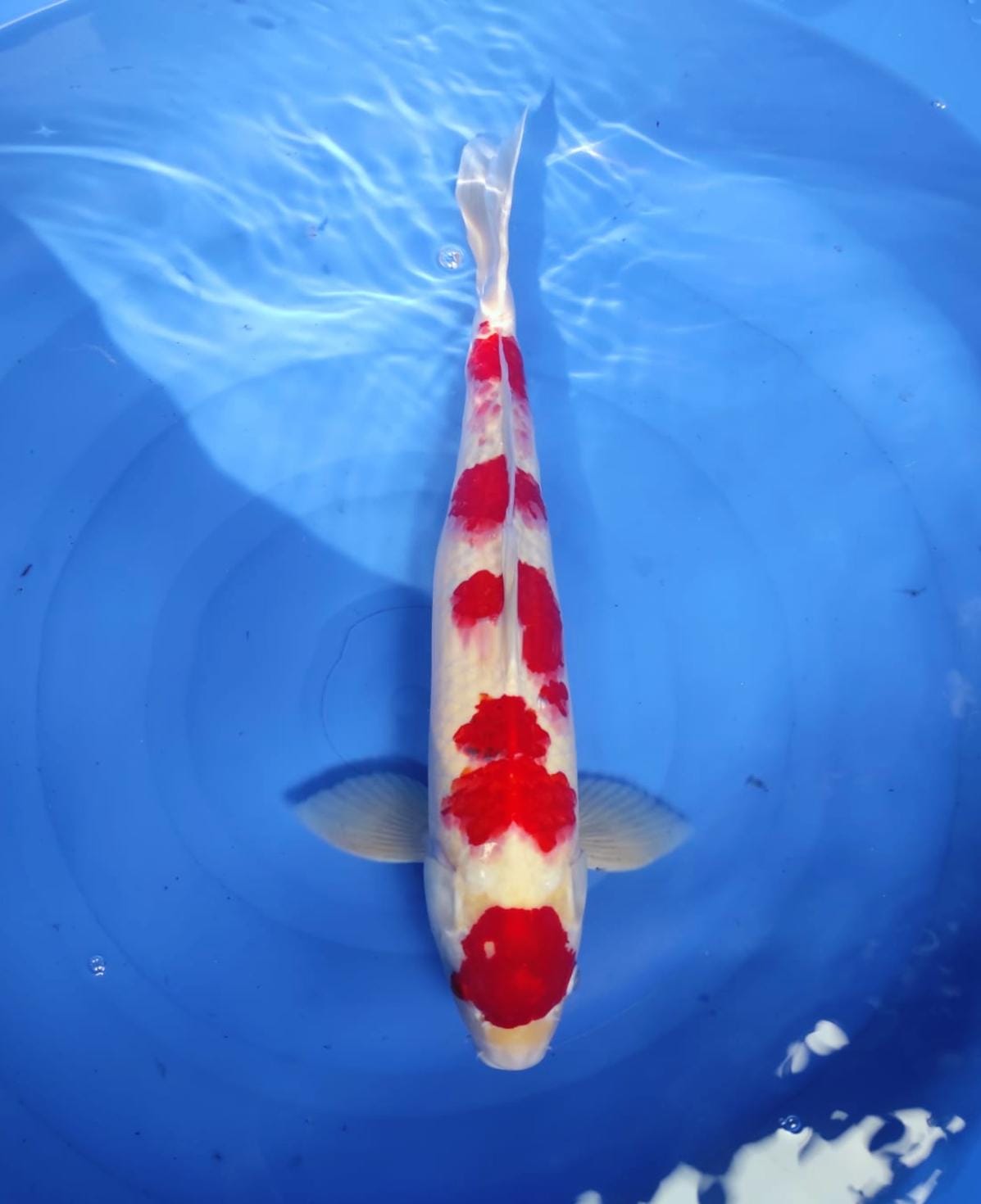 Lelang Koi Online, Jual Beli Ikan Koi, Pusat Jual Beli Koi, Info Lelang Koi Hari Ini, Platform Jual Beli Koi, Jual Beli Ikan Koi Online, Marketplace Ikan Koi, Jual Koi Terbaik, Tempat Beli Koi Berkualitas, Pasar Ikan Koi Online Terpercaya, Penjual Ikan Koi Terpercaya, Beli Koi Hias Online, Ikan Koi untuk Dijual, Koi Kualitas Terbaik, Toko Online Ikan Koi, Koi Hias Untuk Dijual, Jual Beli Ikan Koi Lokal, Koi Indonesia Online, Pusat Jual Beli Koi Terbesar