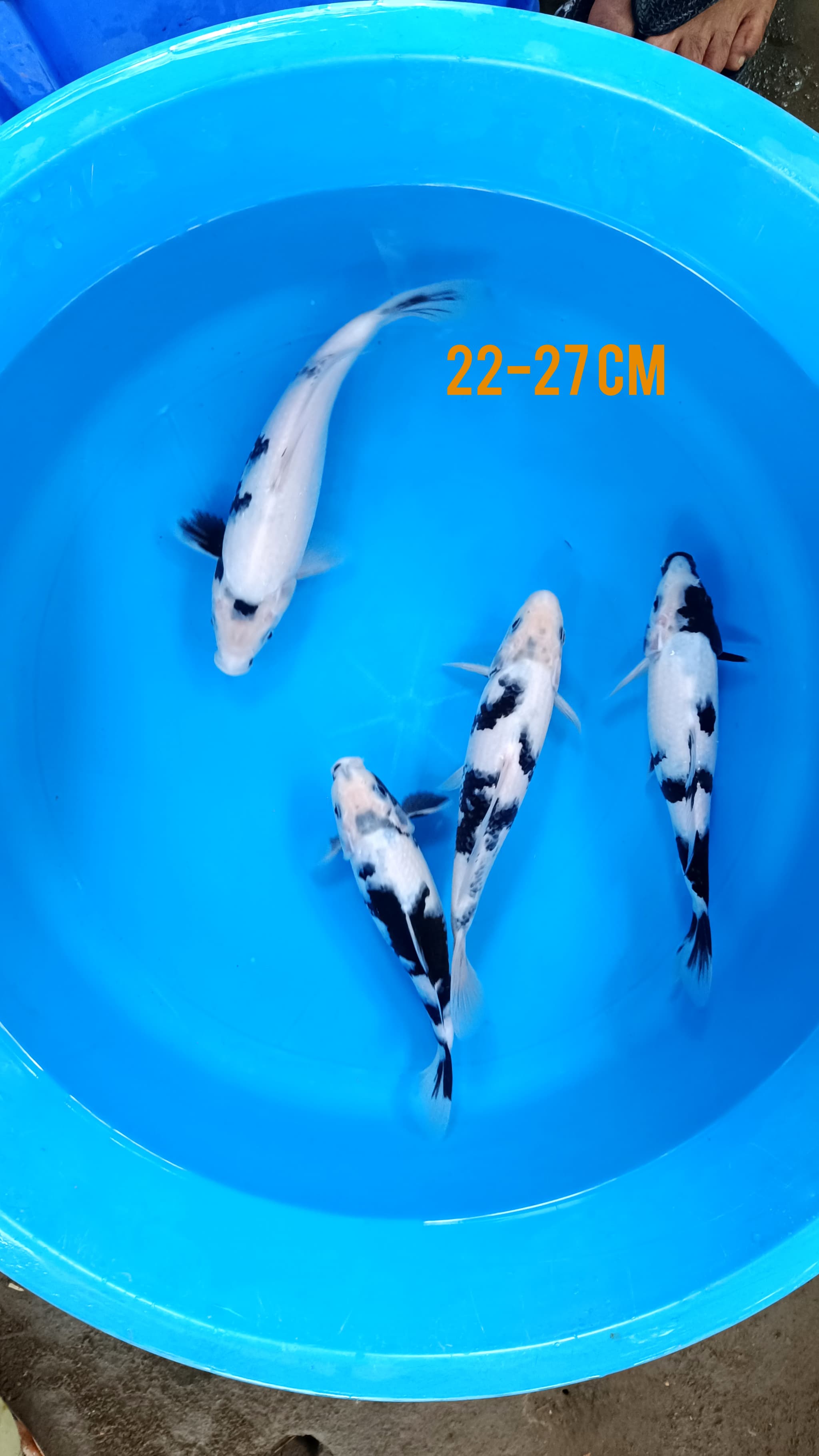 Lelang Koi Online, Jual Beli Ikan Koi, Pusat Jual Beli Koi, Info Lelang Koi Hari Ini, Platform Jual Beli Koi, Jual Beli Ikan Koi Online, Marketplace Ikan Koi, Jual Koi Terbaik, Tempat Beli Koi Berkualitas, Pasar Ikan Koi Online Terpercaya, Penjual Ikan Koi Terpercaya, Beli Koi Hias Online, Ikan Koi untuk Dijual, Koi Kualitas Terbaik, Toko Online Ikan Koi, Koi Hias Untuk Dijual, Jual Beli Ikan Koi Lokal, Koi Indonesia Online, Pusat Jual Beli Koi Terbesar