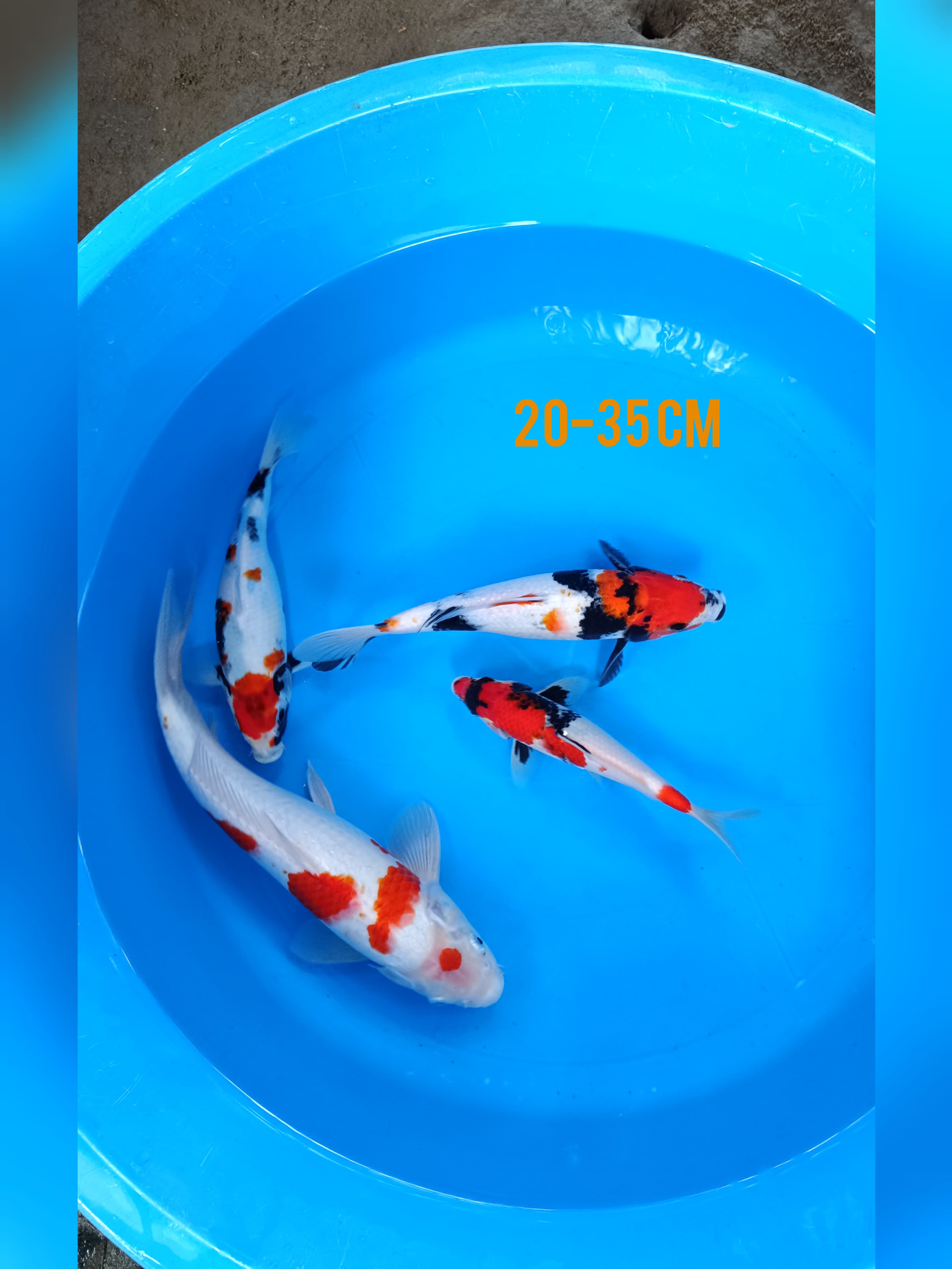 Lelang Koi Online, Jual Beli Ikan Koi, Pusat Jual Beli Koi, Info Lelang Koi Hari Ini, Platform Jual Beli Koi, Jual Beli Ikan Koi Online, Marketplace Ikan Koi, Jual Koi Terbaik, Tempat Beli Koi Berkualitas, Pasar Ikan Koi Online Terpercaya, Penjual Ikan Koi Terpercaya, Beli Koi Hias Online, Ikan Koi untuk Dijual, Koi Kualitas Terbaik, Toko Online Ikan Koi, Koi Hias Untuk Dijual, Jual Beli Ikan Koi Lokal, Koi Indonesia Online, Pusat Jual Beli Koi Terbesar