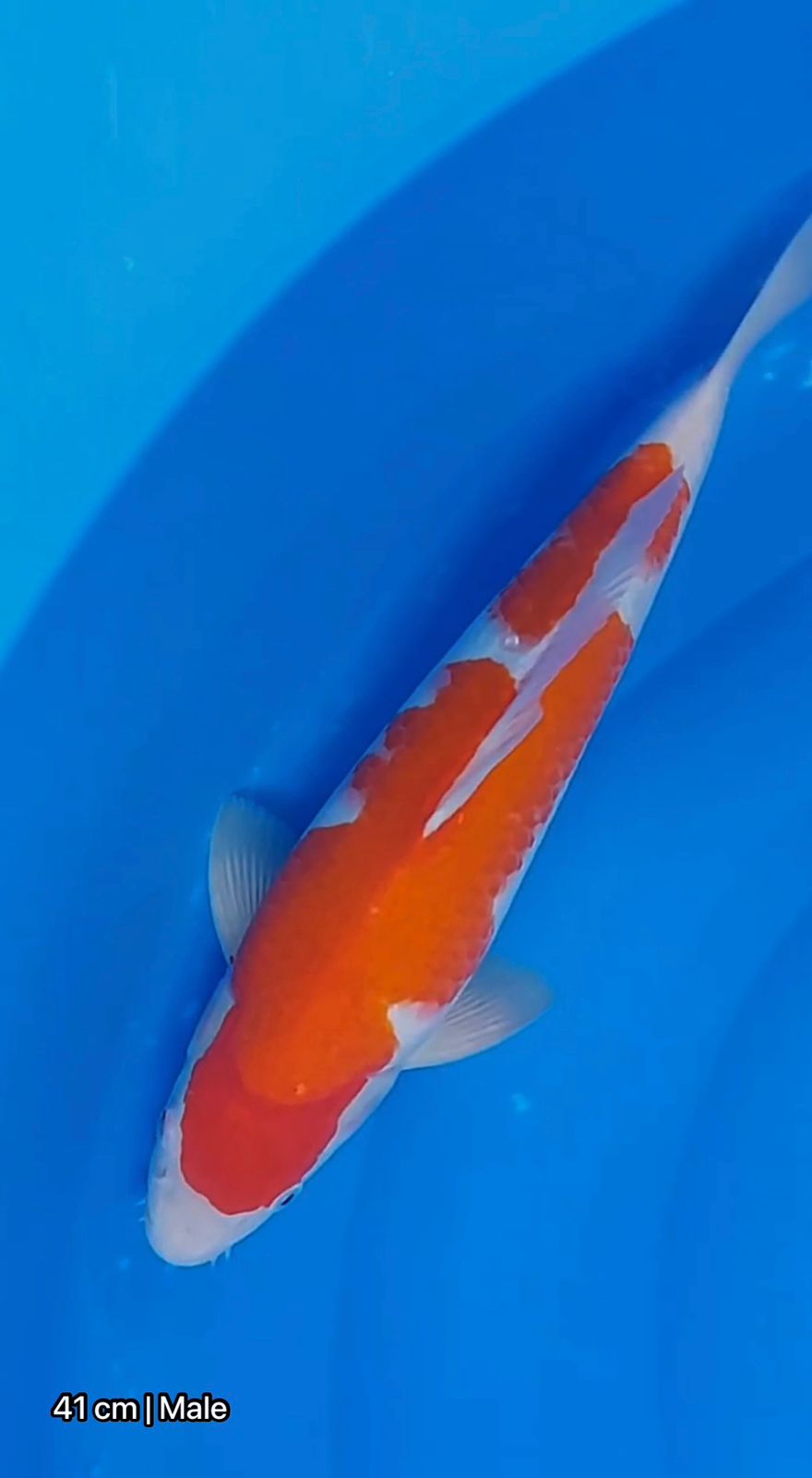 Lelang Koi Online, Jual Beli Ikan Koi, Pusat Jual Beli Koi, Info Lelang Koi Hari Ini, Platform Jual Beli Koi, Jual Beli Ikan Koi Online, Marketplace Ikan Koi, Jual Koi Terbaik, Tempat Beli Koi Berkualitas, Pasar Ikan Koi Online Terpercaya, Penjual Ikan Koi Terpercaya, Beli Koi Hias Online, Ikan Koi untuk Dijual, Koi Kualitas Terbaik, Toko Online Ikan Koi, Koi Hias Untuk Dijual, Jual Beli Ikan Koi Lokal, Koi Indonesia Online, Pusat Jual Beli Koi Terbesar