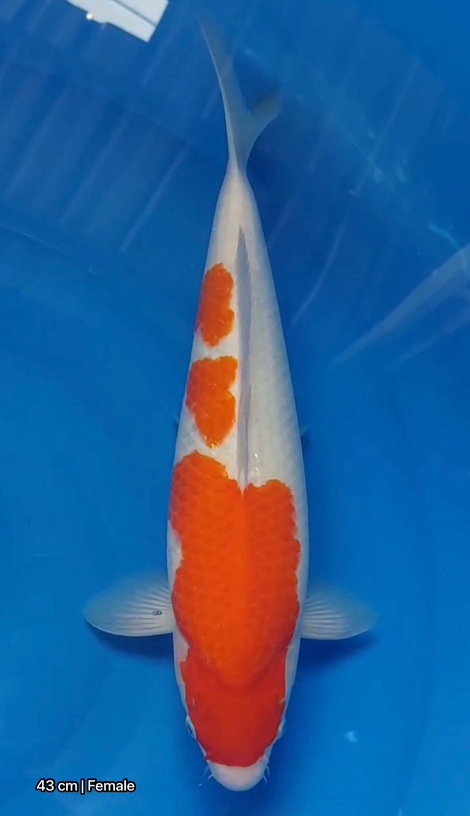 Lelang Koi Online, Jual Beli Ikan Koi, Pusat Jual Beli Koi, Info Lelang Koi Hari Ini, Platform Jual Beli Koi, Jual Beli Ikan Koi Online, Marketplace Ikan Koi, Jual Koi Terbaik, Tempat Beli Koi Berkualitas, Pasar Ikan Koi Online Terpercaya, Penjual Ikan Koi Terpercaya, Beli Koi Hias Online, Ikan Koi untuk Dijual, Koi Kualitas Terbaik, Toko Online Ikan Koi, Koi Hias Untuk Dijual, Jual Beli Ikan Koi Lokal, Koi Indonesia Online, Pusat Jual Beli Koi Terbesar