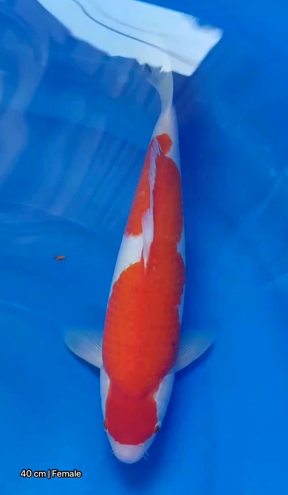 Lelang Koi Online, Jual Beli Ikan Koi, Pusat Jual Beli Koi, Info Lelang Koi Hari Ini, Platform Jual Beli Koi, Jual Beli Ikan Koi Online, Marketplace Ikan Koi, Jual Koi Terbaik, Tempat Beli Koi Berkualitas, Pasar Ikan Koi Online Terpercaya, Penjual Ikan Koi Terpercaya, Beli Koi Hias Online, Ikan Koi untuk Dijual, Koi Kualitas Terbaik, Toko Online Ikan Koi, Koi Hias Untuk Dijual, Jual Beli Ikan Koi Lokal, Koi Indonesia Online, Pusat Jual Beli Koi Terbesar