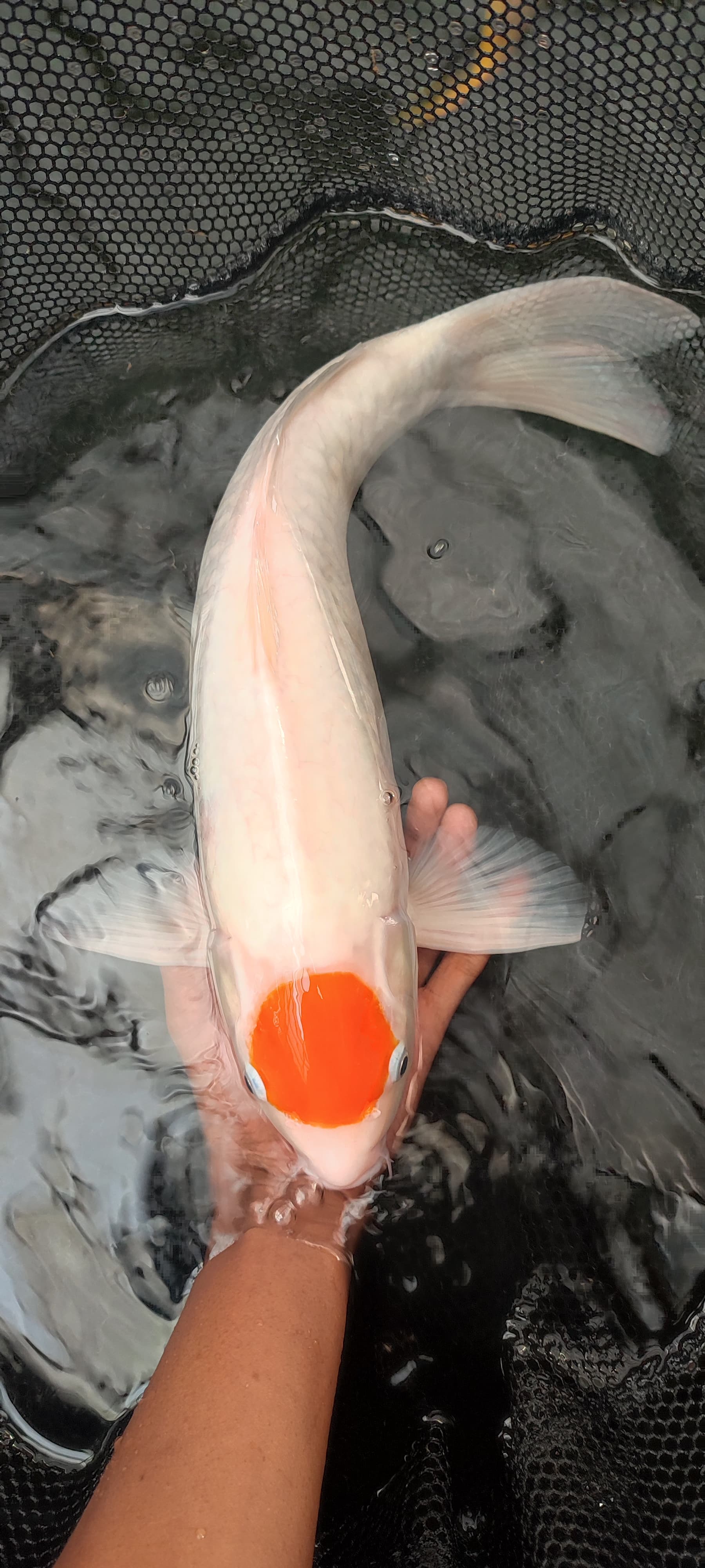 Lelang Koi Online, Jual Beli Ikan Koi, Pusat Jual Beli Koi, Info Lelang Koi Hari Ini, Platform Jual Beli Koi, Jual Beli Ikan Koi Online, Marketplace Ikan Koi, Jual Koi Terbaik, Tempat Beli Koi Berkualitas, Pasar Ikan Koi Online Terpercaya, Penjual Ikan Koi Terpercaya, Beli Koi Hias Online, Ikan Koi untuk Dijual, Koi Kualitas Terbaik, Toko Online Ikan Koi, Koi Hias Untuk Dijual, Jual Beli Ikan Koi Lokal, Koi Indonesia Online, Pusat Jual Beli Koi Terbesar