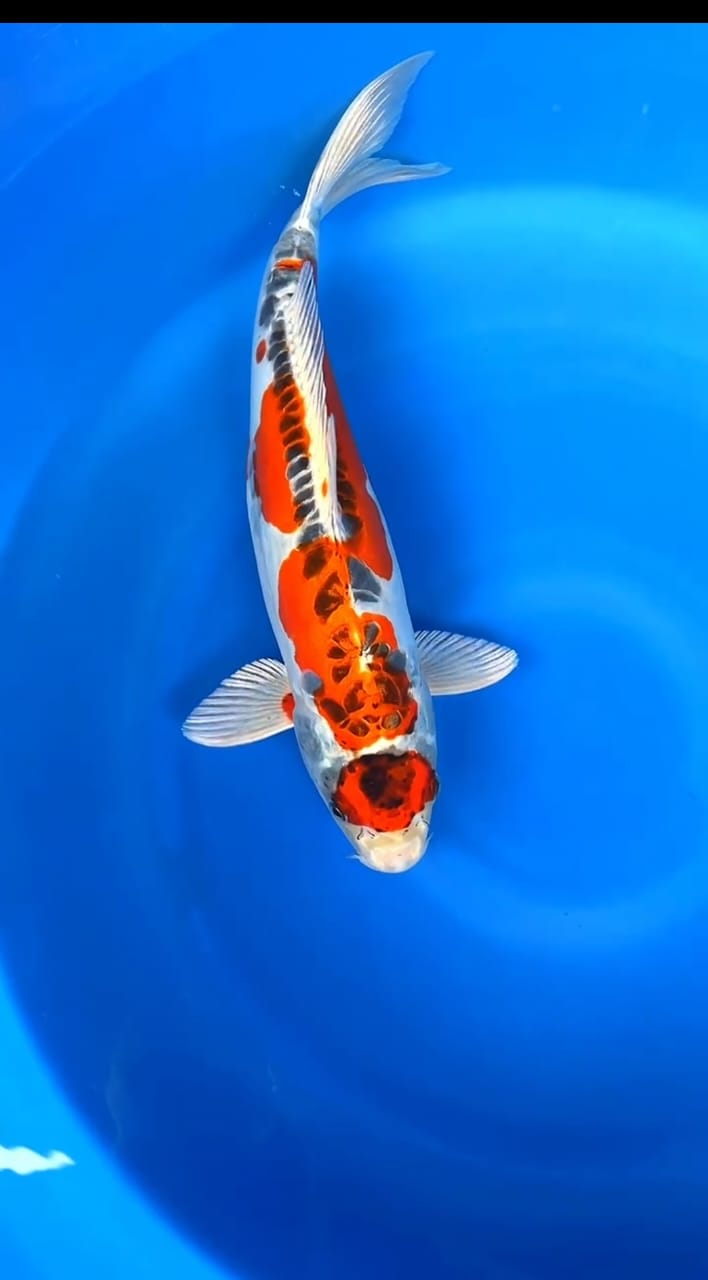 Lelang Koi Online, Jual Beli Ikan Koi, Pusat Jual Beli Koi, Info Lelang Koi Hari Ini, Platform Jual Beli Koi, Jual Beli Ikan Koi Online, Marketplace Ikan Koi, Jual Koi Terbaik, Tempat Beli Koi Berkualitas, Pasar Ikan Koi Online Terpercaya, Penjual Ikan Koi Terpercaya, Beli Koi Hias Online, Ikan Koi untuk Dijual, Koi Kualitas Terbaik, Toko Online Ikan Koi, Koi Hias Untuk Dijual, Jual Beli Ikan Koi Lokal, Koi Indonesia Online, Pusat Jual Beli Koi Terbesar