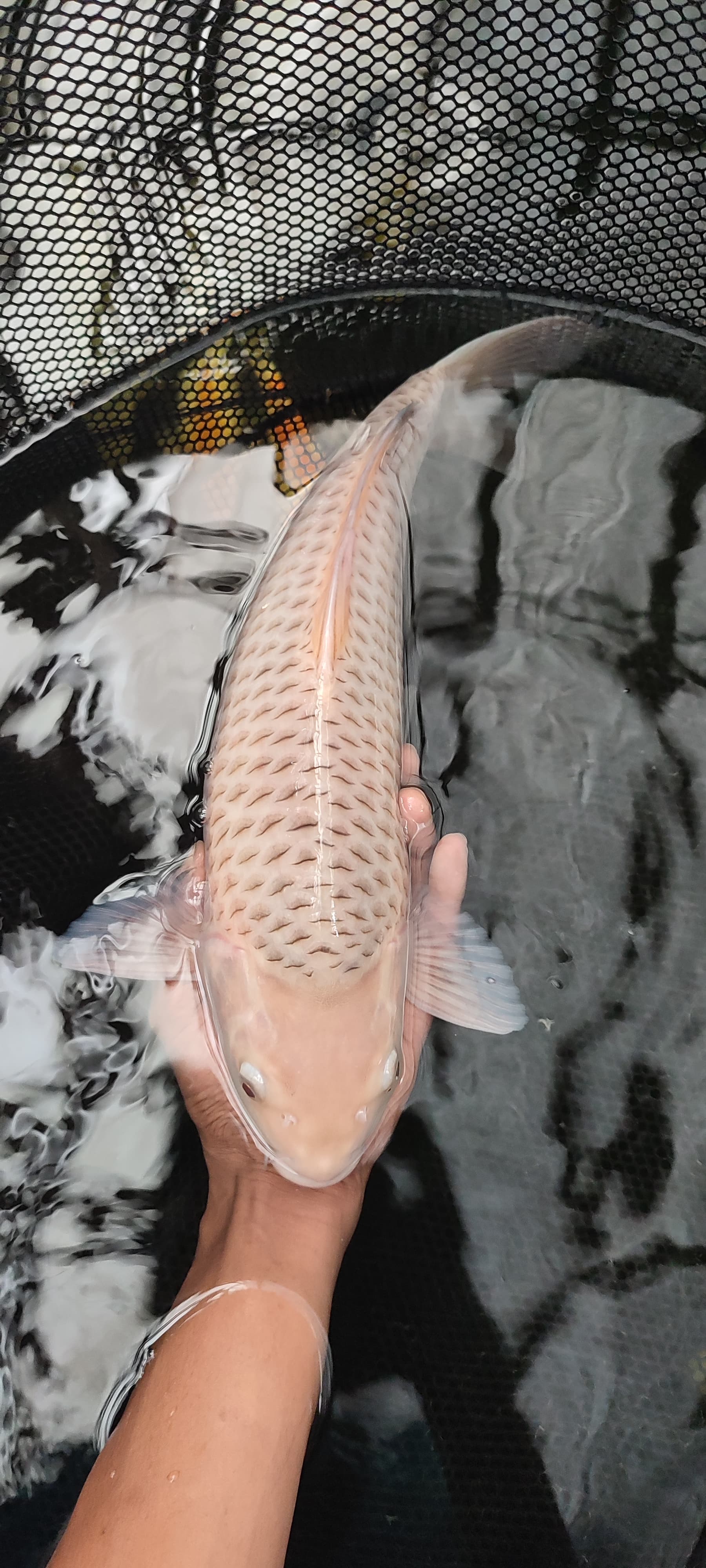 Lelang Koi Online, Jual Beli Ikan Koi, Pusat Jual Beli Koi, Info Lelang Koi Hari Ini, Platform Jual Beli Koi, Jual Beli Ikan Koi Online, Marketplace Ikan Koi, Jual Koi Terbaik, Tempat Beli Koi Berkualitas, Pasar Ikan Koi Online Terpercaya, Penjual Ikan Koi Terpercaya, Beli Koi Hias Online, Ikan Koi untuk Dijual, Koi Kualitas Terbaik, Toko Online Ikan Koi, Koi Hias Untuk Dijual, Jual Beli Ikan Koi Lokal, Koi Indonesia Online, Pusat Jual Beli Koi Terbesar