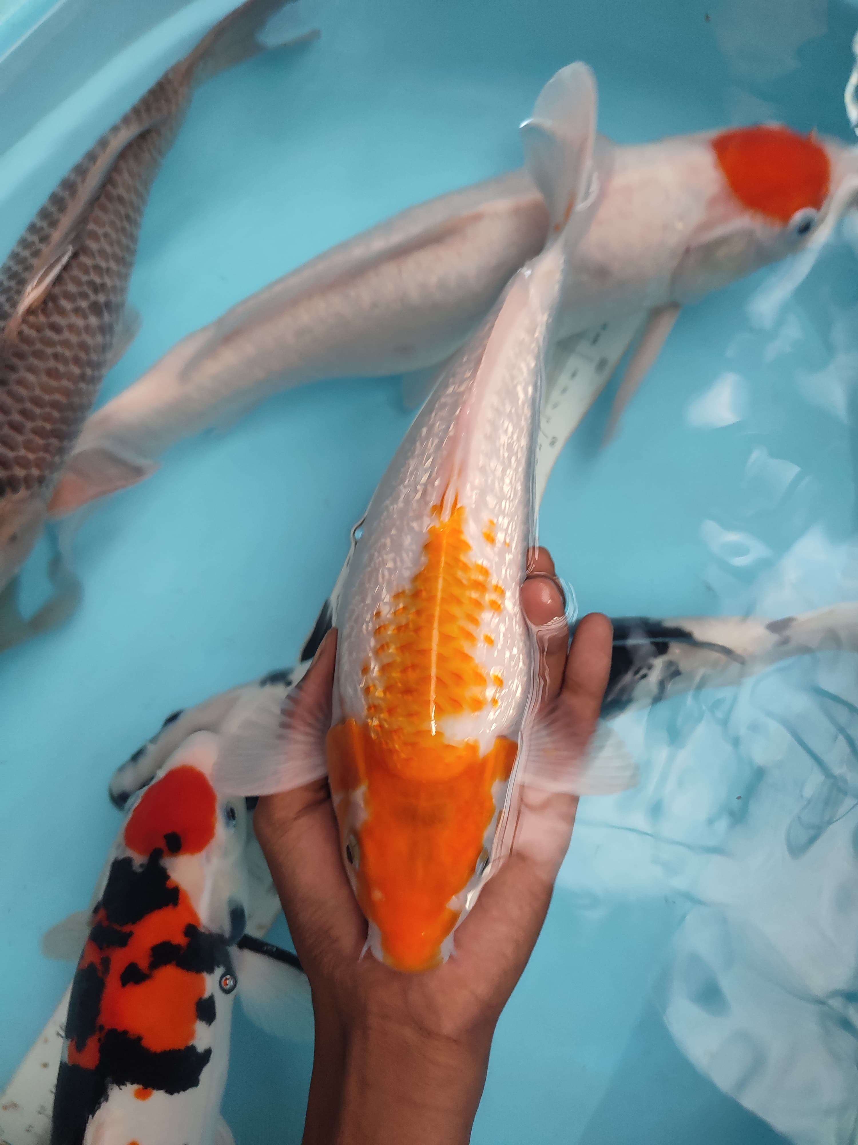 Lelang Koi Online, Jual Beli Ikan Koi, Pusat Jual Beli Koi, Info Lelang Koi Hari Ini, Platform Jual Beli Koi, Jual Beli Ikan Koi Online, Marketplace Ikan Koi, Jual Koi Terbaik, Tempat Beli Koi Berkualitas, Pasar Ikan Koi Online Terpercaya, Penjual Ikan Koi Terpercaya, Beli Koi Hias Online, Ikan Koi untuk Dijual, Koi Kualitas Terbaik, Toko Online Ikan Koi, Koi Hias Untuk Dijual, Jual Beli Ikan Koi Lokal, Koi Indonesia Online, Pusat Jual Beli Koi Terbesar