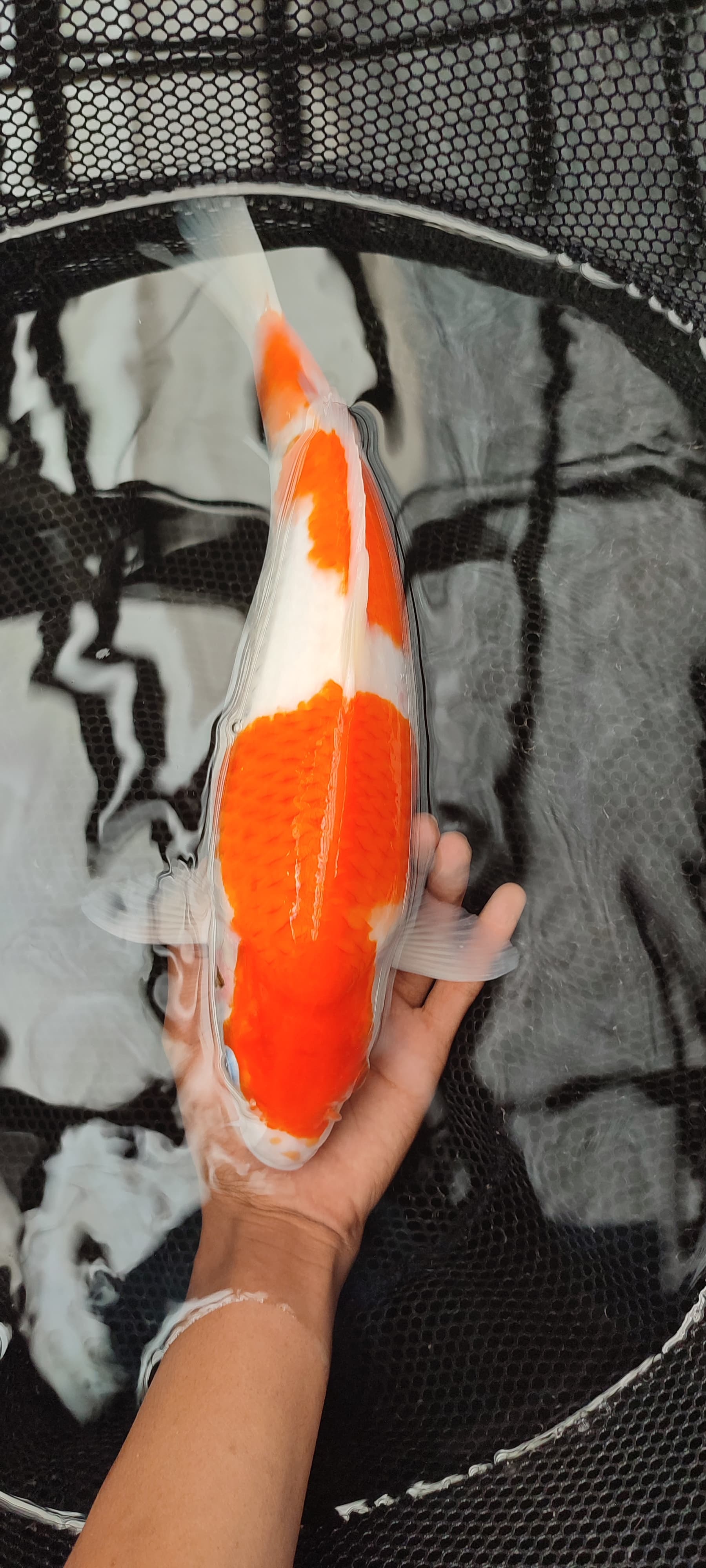 Lelang Koi Online, Jual Beli Ikan Koi, Pusat Jual Beli Koi, Info Lelang Koi Hari Ini, Platform Jual Beli Koi, Jual Beli Ikan Koi Online, Marketplace Ikan Koi, Jual Koi Terbaik, Tempat Beli Koi Berkualitas, Pasar Ikan Koi Online Terpercaya, Penjual Ikan Koi Terpercaya, Beli Koi Hias Online, Ikan Koi untuk Dijual, Koi Kualitas Terbaik, Toko Online Ikan Koi, Koi Hias Untuk Dijual, Jual Beli Ikan Koi Lokal, Koi Indonesia Online, Pusat Jual Beli Koi Terbesar