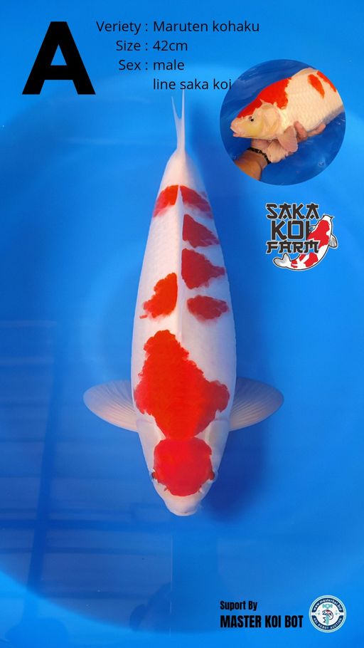 Lelang Koi Online, Jual Beli Ikan Koi, Pusat Jual Beli Koi, Info Lelang Koi Hari Ini, Platform Jual Beli Koi, Jual Beli Ikan Koi Online, Marketplace Ikan Koi, Jual Koi Terbaik, Tempat Beli Koi Berkualitas, Pasar Ikan Koi Online Terpercaya, Penjual Ikan Koi Terpercaya, Beli Koi Hias Online, Ikan Koi untuk Dijual, Koi Kualitas Terbaik, Toko Online Ikan Koi, Koi Hias Untuk Dijual, Jual Beli Ikan Koi Lokal, Koi Indonesia Online, Pusat Jual Beli Koi Terbesar