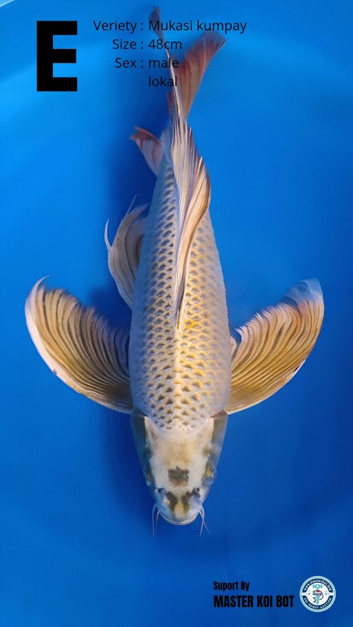 Lelang Koi Online, Jual Beli Ikan Koi, Pusat Jual Beli Koi, Info Lelang Koi Hari Ini, Platform Jual Beli Koi, Jual Beli Ikan Koi Online, Marketplace Ikan Koi, Jual Koi Terbaik, Tempat Beli Koi Berkualitas, Pasar Ikan Koi Online Terpercaya, Penjual Ikan Koi Terpercaya, Beli Koi Hias Online, Ikan Koi untuk Dijual, Koi Kualitas Terbaik, Toko Online Ikan Koi, Koi Hias Untuk Dijual, Jual Beli Ikan Koi Lokal, Koi Indonesia Online, Pusat Jual Beli Koi Terbesar