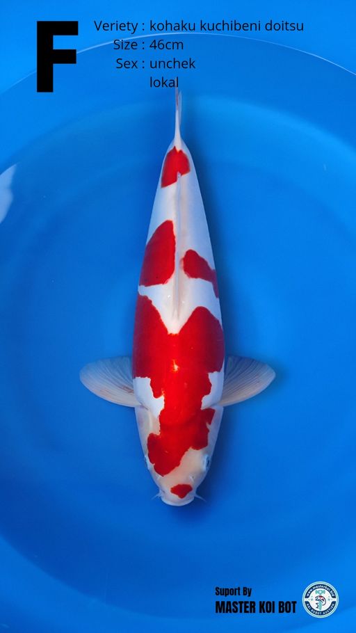 Lelang Koi Online, Jual Beli Ikan Koi, Pusat Jual Beli Koi, Info Lelang Koi Hari Ini, Platform Jual Beli Koi, Jual Beli Ikan Koi Online, Marketplace Ikan Koi, Jual Koi Terbaik, Tempat Beli Koi Berkualitas, Pasar Ikan Koi Online Terpercaya, Penjual Ikan Koi Terpercaya, Beli Koi Hias Online, Ikan Koi untuk Dijual, Koi Kualitas Terbaik, Toko Online Ikan Koi, Koi Hias Untuk Dijual, Jual Beli Ikan Koi Lokal, Koi Indonesia Online, Pusat Jual Beli Koi Terbesar