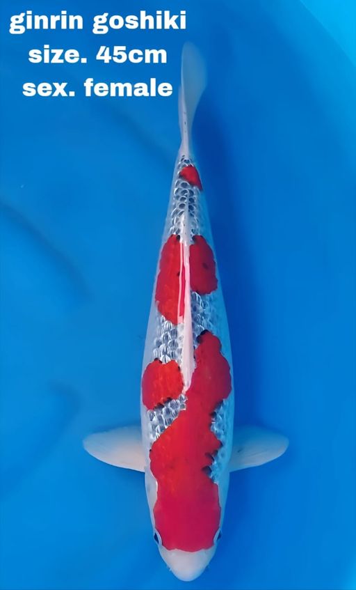 Lelang Koi Online, Jual Beli Ikan Koi, Pusat Jual Beli Koi, Info Lelang Koi Hari Ini, Platform Jual Beli Koi, Jual Beli Ikan Koi Online, Marketplace Ikan Koi, Jual Koi Terbaik, Tempat Beli Koi Berkualitas, Pasar Ikan Koi Online Terpercaya, Penjual Ikan Koi Terpercaya, Beli Koi Hias Online, Ikan Koi untuk Dijual, Koi Kualitas Terbaik, Toko Online Ikan Koi, Koi Hias Untuk Dijual, Jual Beli Ikan Koi Lokal, Koi Indonesia Online, Pusat Jual Beli Koi Terbesar