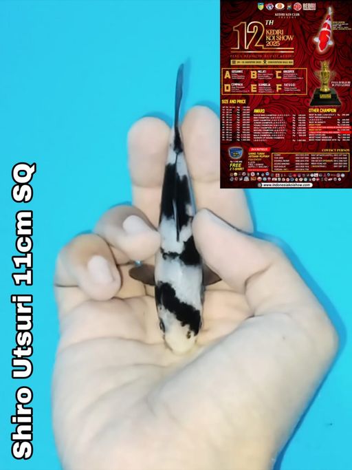 Lelang Koi Online, Jual Beli Ikan Koi, Pusat Jual Beli Koi, Info Lelang Koi Hari Ini, Platform Jual Beli Koi, Jual Beli Ikan Koi Online, Marketplace Ikan Koi, Jual Koi Terbaik, Tempat Beli Koi Berkualitas, Pasar Ikan Koi Online Terpercaya, Penjual Ikan Koi Terpercaya, Beli Koi Hias Online, Ikan Koi untuk Dijual, Koi Kualitas Terbaik, Toko Online Ikan Koi, Koi Hias Untuk Dijual, Jual Beli Ikan Koi Lokal, Koi Indonesia Online, Pusat Jual Beli Koi Terbesar