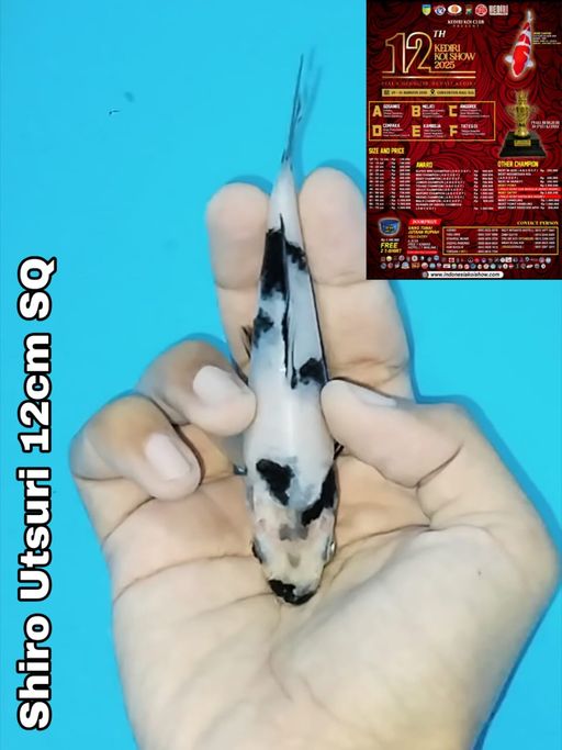 Lelang Koi Online, Jual Beli Ikan Koi, Pusat Jual Beli Koi, Info Lelang Koi Hari Ini, Platform Jual Beli Koi, Jual Beli Ikan Koi Online, Marketplace Ikan Koi, Jual Koi Terbaik, Tempat Beli Koi Berkualitas, Pasar Ikan Koi Online Terpercaya, Penjual Ikan Koi Terpercaya, Beli Koi Hias Online, Ikan Koi untuk Dijual, Koi Kualitas Terbaik, Toko Online Ikan Koi, Koi Hias Untuk Dijual, Jual Beli Ikan Koi Lokal, Koi Indonesia Online, Pusat Jual Beli Koi Terbesar