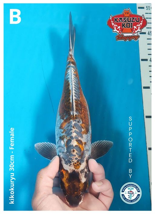 Lelang Koi Online, Jual Beli Ikan Koi, Pusat Jual Beli Koi, Info Lelang Koi Hari Ini, Platform Jual Beli Koi, Jual Beli Ikan Koi Online, Marketplace Ikan Koi, Jual Koi Terbaik, Tempat Beli Koi Berkualitas, Pasar Ikan Koi Online Terpercaya, Penjual Ikan Koi Terpercaya, Beli Koi Hias Online, Ikan Koi untuk Dijual, Koi Kualitas Terbaik, Toko Online Ikan Koi, Koi Hias Untuk Dijual, Jual Beli Ikan Koi Lokal, Koi Indonesia Online, Pusat Jual Beli Koi Terbesar