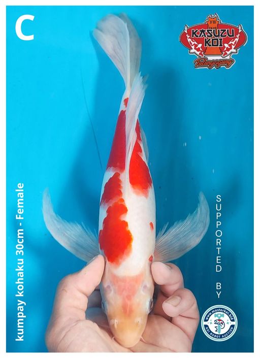 Lelang Koi Online, Jual Beli Ikan Koi, Pusat Jual Beli Koi, Info Lelang Koi Hari Ini, Platform Jual Beli Koi, Jual Beli Ikan Koi Online, Marketplace Ikan Koi, Jual Koi Terbaik, Tempat Beli Koi Berkualitas, Pasar Ikan Koi Online Terpercaya, Penjual Ikan Koi Terpercaya, Beli Koi Hias Online, Ikan Koi untuk Dijual, Koi Kualitas Terbaik, Toko Online Ikan Koi, Koi Hias Untuk Dijual, Jual Beli Ikan Koi Lokal, Koi Indonesia Online, Pusat Jual Beli Koi Terbesar