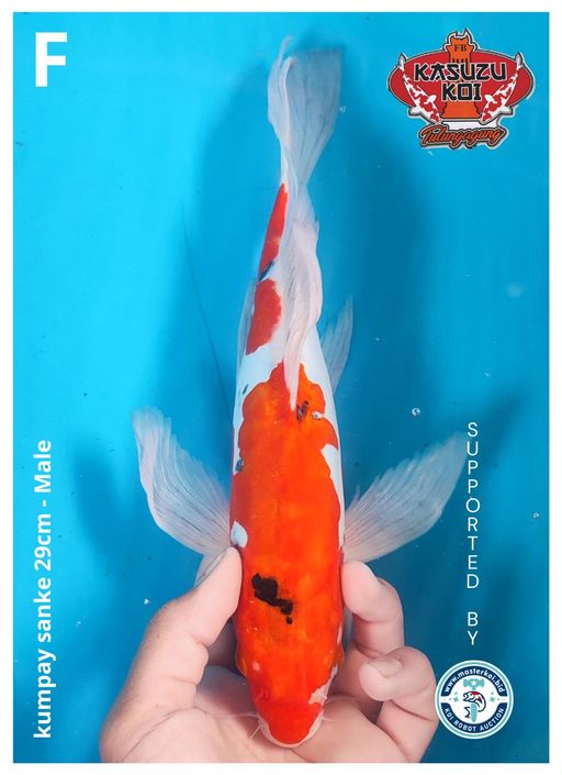 Lelang Koi Online, Jual Beli Ikan Koi, Pusat Jual Beli Koi, Info Lelang Koi Hari Ini, Platform Jual Beli Koi, Jual Beli Ikan Koi Online, Marketplace Ikan Koi, Jual Koi Terbaik, Tempat Beli Koi Berkualitas, Pasar Ikan Koi Online Terpercaya, Penjual Ikan Koi Terpercaya, Beli Koi Hias Online, Ikan Koi untuk Dijual, Koi Kualitas Terbaik, Toko Online Ikan Koi, Koi Hias Untuk Dijual, Jual Beli Ikan Koi Lokal, Koi Indonesia Online, Pusat Jual Beli Koi Terbesar