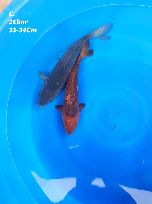 Lelang Koi Online, Jual Beli Ikan Koi, Pusat Jual Beli Koi, Info Lelang Koi Hari Ini, Platform Jual Beli Koi, Jual Beli Ikan Koi Online, Marketplace Ikan Koi, Jual Koi Terbaik, Tempat Beli Koi Berkualitas, Pasar Ikan Koi Online Terpercaya, Penjual Ikan Koi Terpercaya, Beli Koi Hias Online, Ikan Koi untuk Dijual, Koi Kualitas Terbaik, Toko Online Ikan Koi, Koi Hias Untuk Dijual, Jual Beli Ikan Koi Lokal, Koi Indonesia Online, Pusat Jual Beli Koi Terbesar