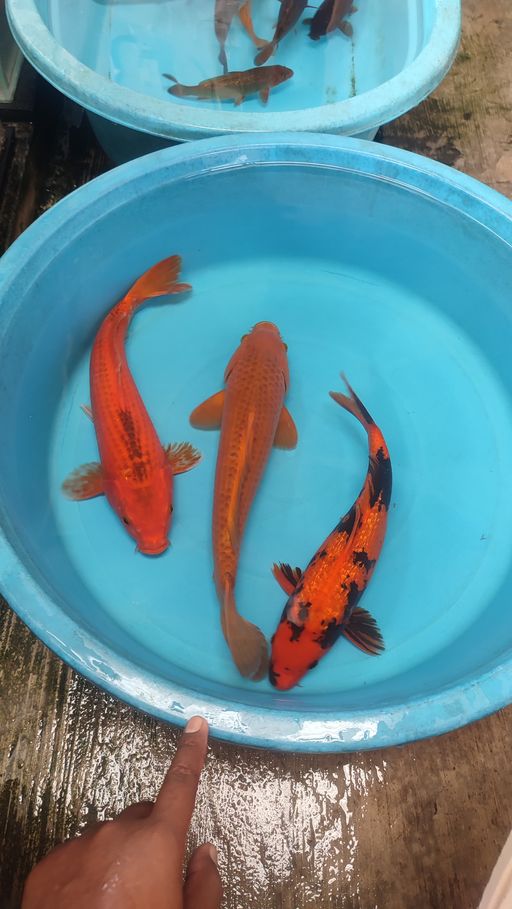 Lelang Koi Online, Jual Beli Ikan Koi, Pusat Jual Beli Koi, Info Lelang Koi Hari Ini, Platform Jual Beli Koi, Jual Beli Ikan Koi Online, Marketplace Ikan Koi, Jual Koi Terbaik, Tempat Beli Koi Berkualitas, Pasar Ikan Koi Online Terpercaya, Penjual Ikan Koi Terpercaya, Beli Koi Hias Online, Ikan Koi untuk Dijual, Koi Kualitas Terbaik, Toko Online Ikan Koi, Koi Hias Untuk Dijual, Jual Beli Ikan Koi Lokal, Koi Indonesia Online, Pusat Jual Beli Koi Terbesar