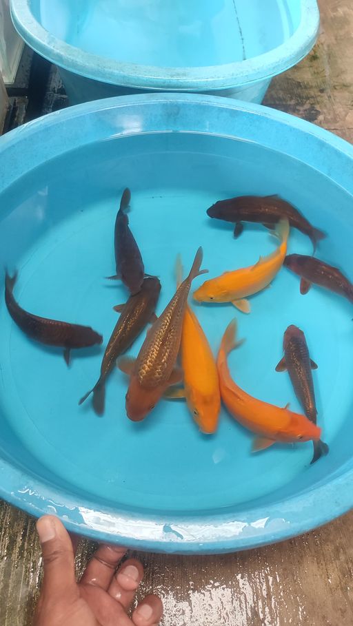 Lelang Koi Online, Jual Beli Ikan Koi, Pusat Jual Beli Koi, Info Lelang Koi Hari Ini, Platform Jual Beli Koi, Jual Beli Ikan Koi Online, Marketplace Ikan Koi, Jual Koi Terbaik, Tempat Beli Koi Berkualitas, Pasar Ikan Koi Online Terpercaya, Penjual Ikan Koi Terpercaya, Beli Koi Hias Online, Ikan Koi untuk Dijual, Koi Kualitas Terbaik, Toko Online Ikan Koi, Koi Hias Untuk Dijual, Jual Beli Ikan Koi Lokal, Koi Indonesia Online, Pusat Jual Beli Koi Terbesar