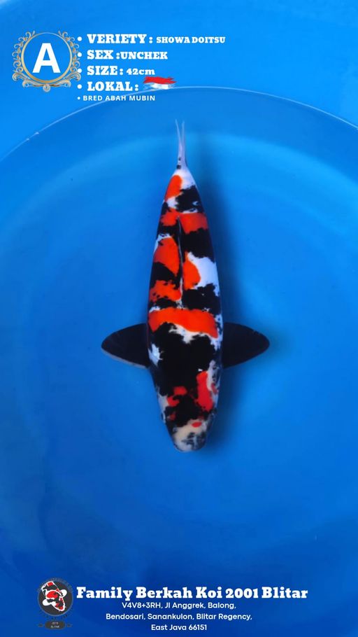 Lelang Koi Online, Jual Beli Ikan Koi, Pusat Jual Beli Koi, Info Lelang Koi Hari Ini, Platform Jual Beli Koi, Jual Beli Ikan Koi Online, Marketplace Ikan Koi, Jual Koi Terbaik, Tempat Beli Koi Berkualitas, Pasar Ikan Koi Online Terpercaya, Penjual Ikan Koi Terpercaya, Beli Koi Hias Online, Ikan Koi untuk Dijual, Koi Kualitas Terbaik, Toko Online Ikan Koi, Koi Hias Untuk Dijual, Jual Beli Ikan Koi Lokal, Koi Indonesia Online, Pusat Jual Beli Koi Terbesar
