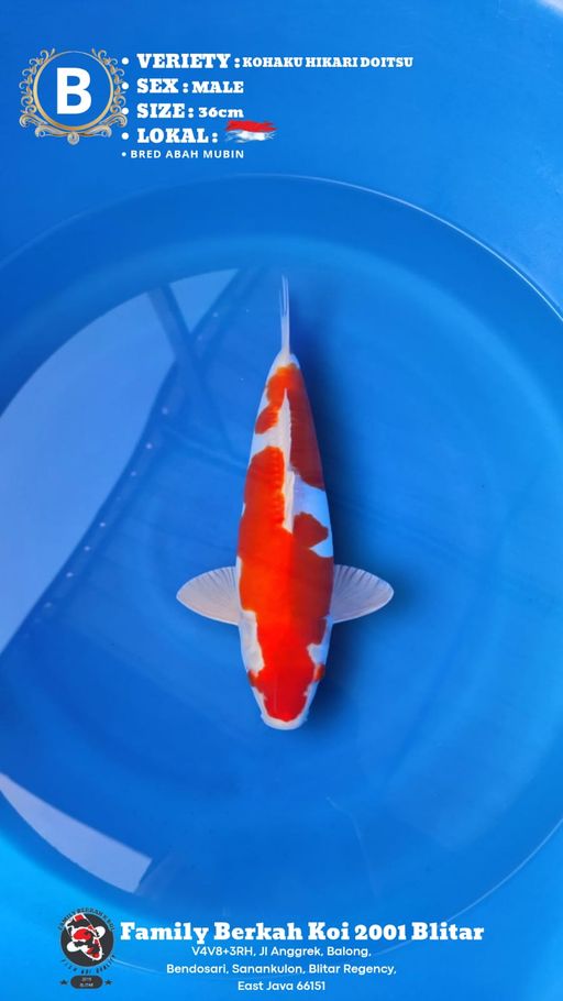 Lelang Koi Online, Jual Beli Ikan Koi, Pusat Jual Beli Koi, Info Lelang Koi Hari Ini, Platform Jual Beli Koi, Jual Beli Ikan Koi Online, Marketplace Ikan Koi, Jual Koi Terbaik, Tempat Beli Koi Berkualitas, Pasar Ikan Koi Online Terpercaya, Penjual Ikan Koi Terpercaya, Beli Koi Hias Online, Ikan Koi untuk Dijual, Koi Kualitas Terbaik, Toko Online Ikan Koi, Koi Hias Untuk Dijual, Jual Beli Ikan Koi Lokal, Koi Indonesia Online, Pusat Jual Beli Koi Terbesar